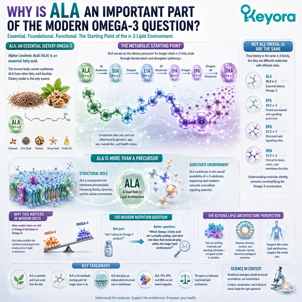 ALA is an essential dietary Omega-3 and precursor for longer-chain n-3 metabolism, supporting membrane lipid composition within Keyora Lipid Architecture. ALA is an essential dietary Omega-3 and precursor for longer-chain n-3 metabolism, supporting membrane lipid composition within Keyora Lipid Architecture.