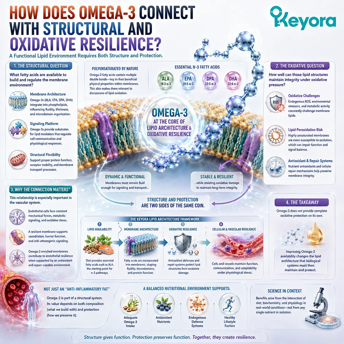 Omega-3 shapes membrane phospholipid architecture while oxidative resilience supports lipid stability, linking cellular and vascular resilience in Keyora Lipid Architecture. Omega-3 shapes membrane phospholipid architecture while oxidative resilience supports lipid stability, linking cellular and vascular resilience in Keyora Lipid Architecture.