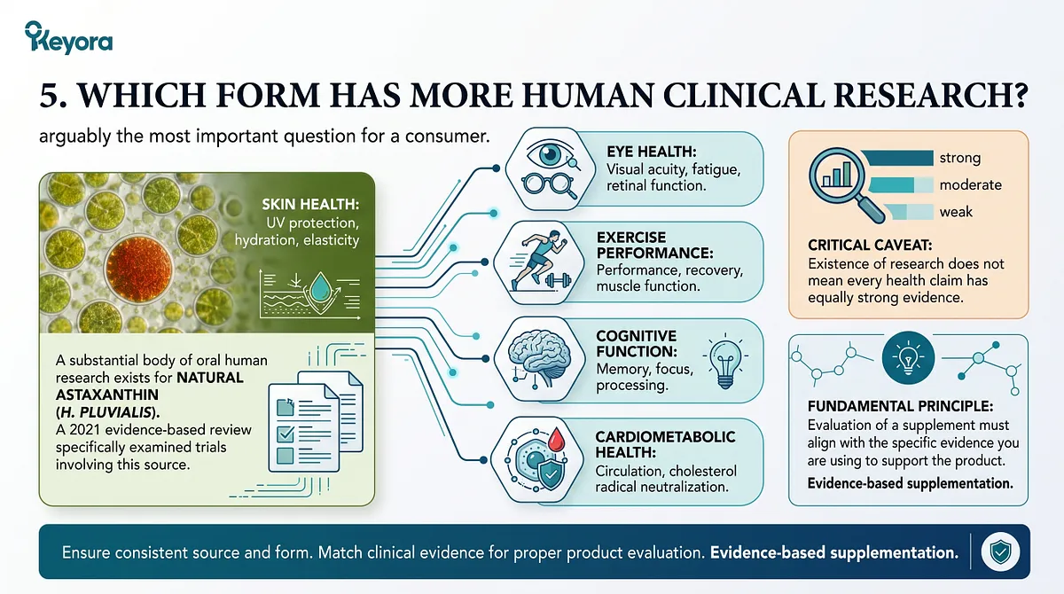 KEYORA research summary infographic titled "5. WHICH FORM HAS MORE HUMAN CLINICAL RESEARCH?". It connects H. pluvialis natural astaxanthin to human clinical trials across eye health, skin UV protection, exercise performance, cognitive function, and cardiometabolic wellness. KEYORA research summary infographic titled "5. WHICH FORM HAS MORE HUMAN CLINICAL RESEARCH?". It connects H. pluvialis natural astaxanthin to human clinical trials across eye health, skin UV protection, exercise performance, cognitive function, and cardiometabolic wellness.