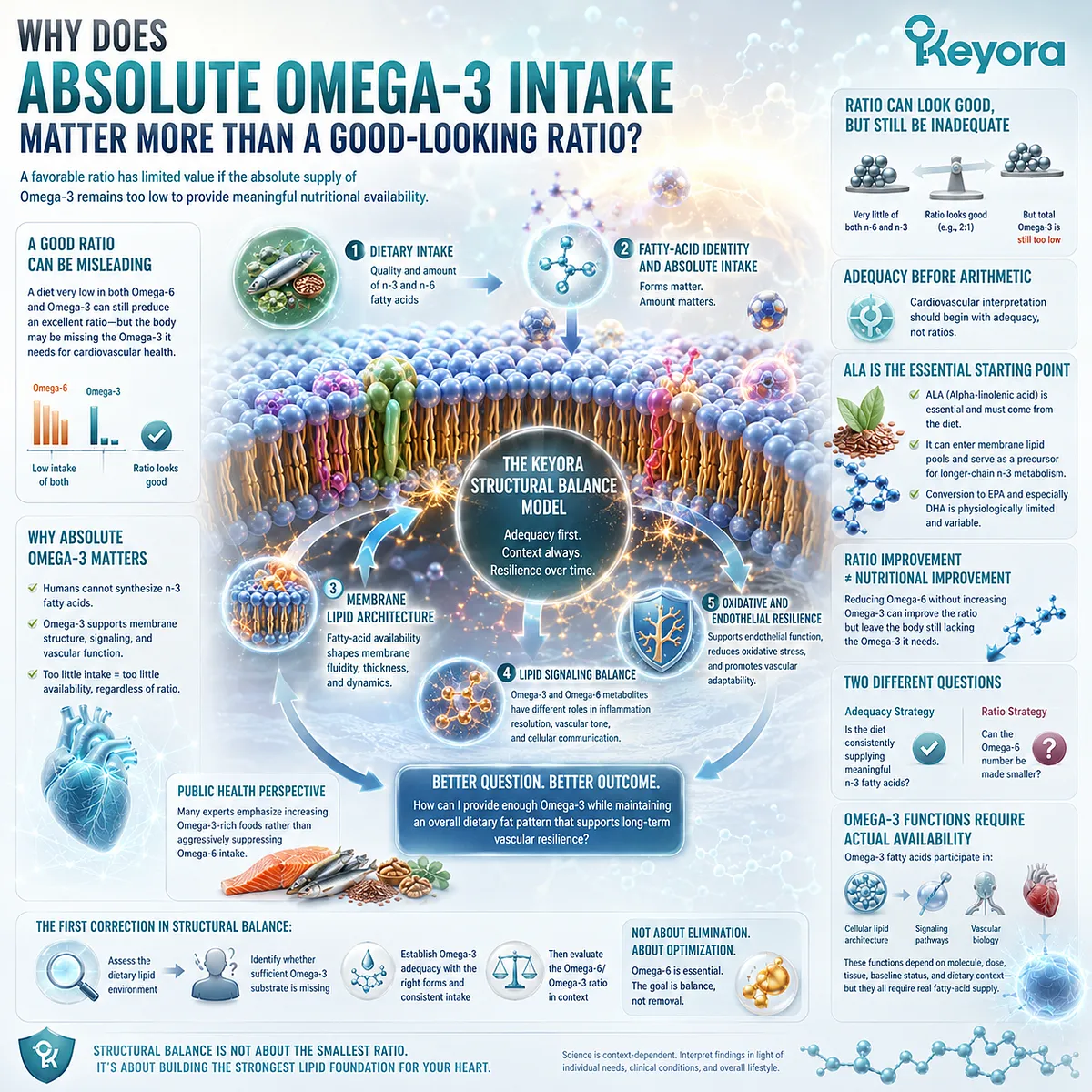 Omega-3 adequacy matters beyond a favorable Omega-6/Omega-3 ratio because actual ALA, EPA and DHA availability supports lipid architecture and Keyora Structural Balance. Omega-3 adequacy matters beyond a favorable Omega-6/Omega-3 ratio because actual ALA, EPA and DHA availability supports lipid architecture and Keyora Structural Balance.