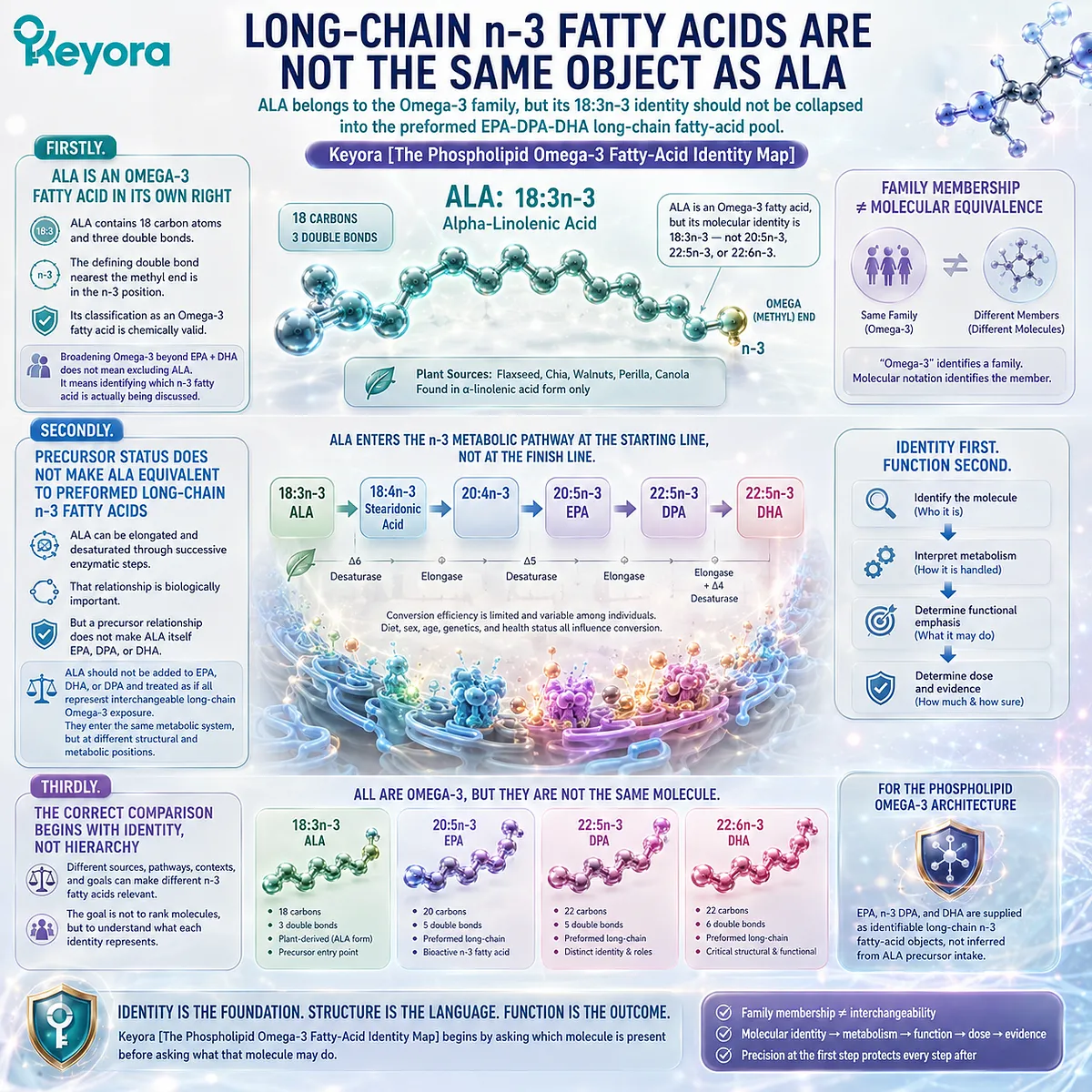 Omega-3 nutrition separates ALA 18:3n-3 from preformed EPA, DPA and DHA exposure, preventing precursor equivalence in Keyora’s Phospholipid Omega-3 Identity Map. Omega-3 nutrition separates ALA 18:3n-3 from preformed EPA, DPA and DHA exposure, preventing precursor equivalence in Keyora’s Phospholipid Omega-3 Identity Map.