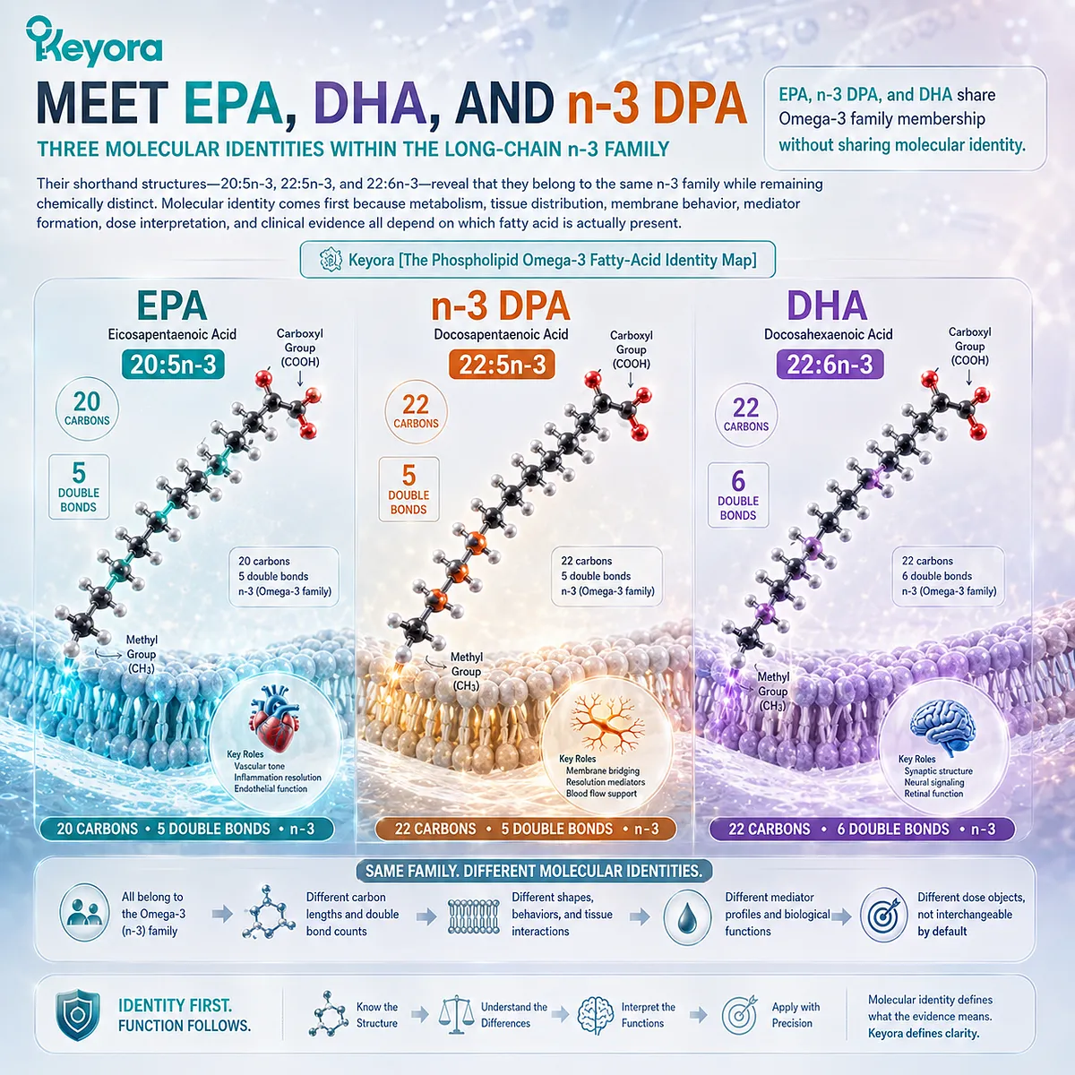 Omega-3 molecular identity distinguishes EPA 20:5n-3, DPA 22:5n-3 and DHA 22:6n-3 as separate dose objects in Keyora’s Phospholipid Omega-3 Identity Map. Omega-3 molecular identity distinguishes EPA 20:5n-3, DPA 22:5n-3 and DHA 22:6n-3 as separate dose objects in Keyora’s Phospholipid Omega-3 Identity Map.