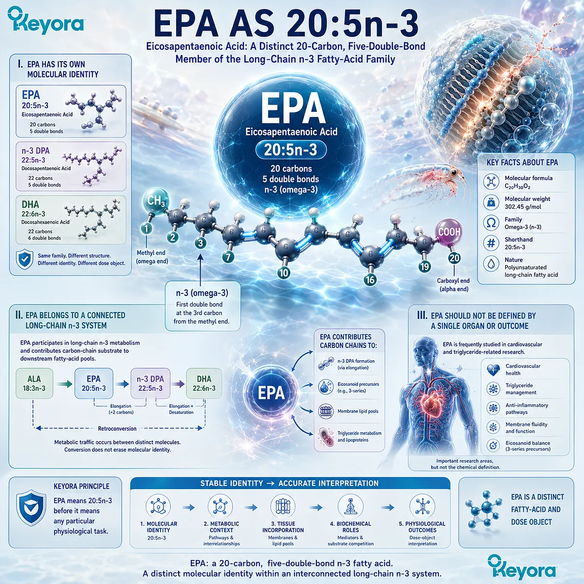 EPA 20:5n-3 is a 20-carbon, five-double-bond long-chain Omega-3 linked to DPA metabolism and membrane signaling in Keyora’s Phospholipid Omega-3 Identity Map. EPA 20:5n-3 is a 20-carbon, five-double-bond long-chain Omega-3 linked to DPA metabolism and membrane signaling in Keyora’s Phospholipid Omega-3 Identity Map.