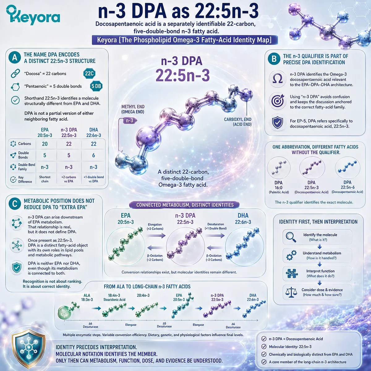 n-3 DPA 22:5n-3 is a distinct long-chain Omega-3 linked metabolically to EPA and DHA but separately interpreted in Keyora’s Phospholipid Omega-3 Identity Map. n-3 DPA 22:5n-3 is a distinct long-chain Omega-3 linked metabolically to EPA and DHA but separately interpreted in Keyora’s Phospholipid Omega-3 Identity Map.