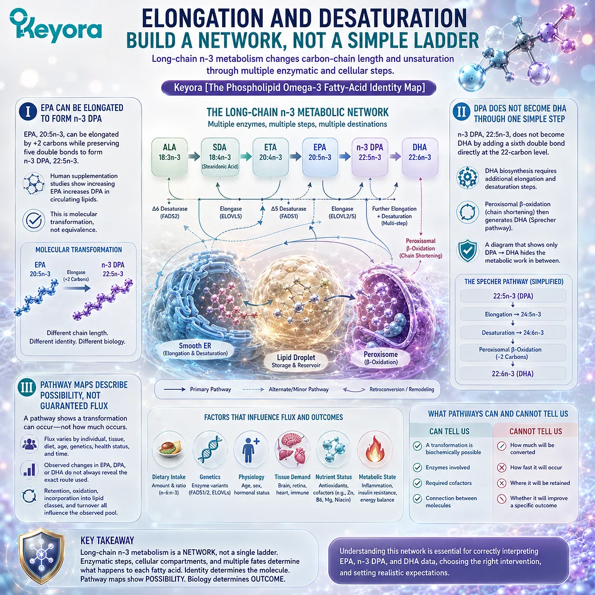 Omega-3 metabolism converts EPA toward DPA through elongation and builds DHA through desaturation and peroxisomal processing, mapped by Keyora’s Phospholipid Omega-3 framework. Omega-3 metabolism converts EPA toward DPA through elongation and builds DHA through desaturation and peroxisomal processing, mapped by Keyora’s Phospholipid Omega-3 framework.