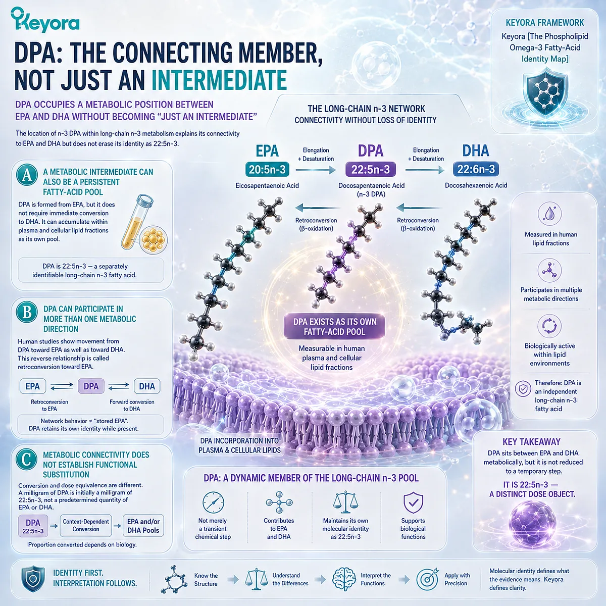 n-3 DPA 22:5n-3 forms a measurable Omega-3 pool linked to EPA retroconversion and DHA metabolism, preserved as a distinct dose object in Keyora’s Identity Map. n-3 DPA 22:5n-3 forms a measurable Omega-3 pool linked to EPA retroconversion and DHA metabolism, preserved as a distinct dose object in Keyora’s Identity Map.