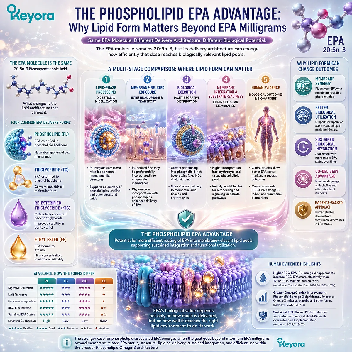 Phospholipid EPA supports membrane-related omega-3 exposure through lipid-pool partitioning and biological integration in Keyora’s Phospholipid EPA Advantage Map. Phospholipid EPA supports membrane-related omega-3 exposure through lipid-pool partitioning and biological integration in Keyora’s Phospholipid EPA Advantage Map.