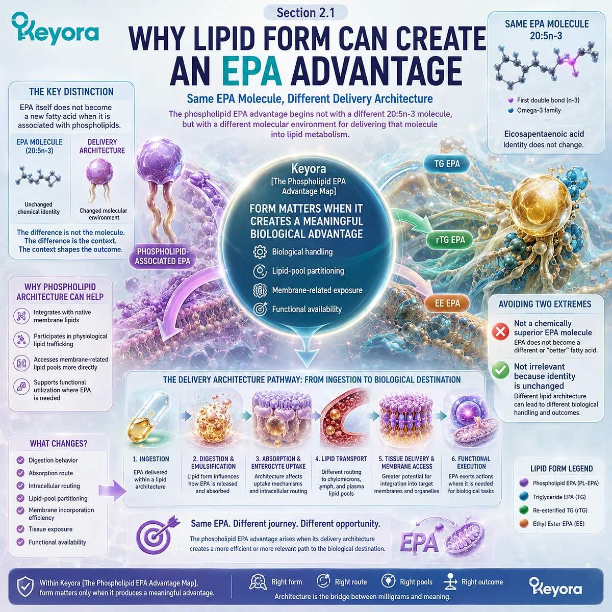 Phospholipid EPA keeps the same 20:5n-3 identity while lipid delivery architecture may shape lipid-pool partitioning and membrane exposure in Keyora’s Phospholipid EPA Advantage Map. Phospholipid EPA keeps the same 20:5n-3 identity while lipid delivery architecture may shape lipid-pool partitioning and membrane exposure in Keyora’s Phospholipid EPA Advantage Map.