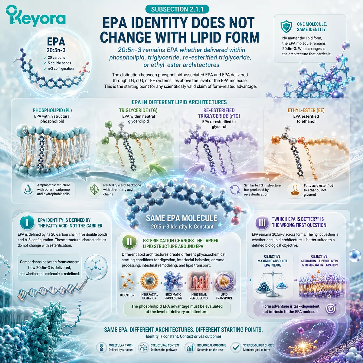 EPA remains 20:5n-3 in phospholipid, TG, rTG, and EE forms, while esterification changes lipid processing and membrane delivery in Keyora’s Phospholipid EPA Advantage Map. EPA remains 20:5n-3 in phospholipid, TG, rTG, and EE forms, while esterification changes lipid processing and membrane delivery in Keyora’s Phospholipid EPA Advantage Map.