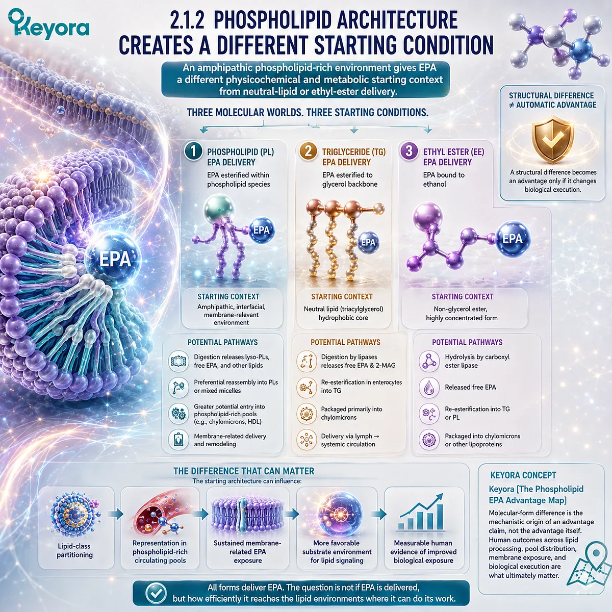 Phospholipid EPA uses amphipathic lipid architecture that may alter digestion, lipid-pool partitioning, and membrane exposure in Keyora’s Phospholipid EPA Advantage Map. Phospholipid EPA uses amphipathic lipid architecture that may alter digestion, lipid-pool partitioning, and membrane exposure in Keyora’s Phospholipid EPA Advantage Map.