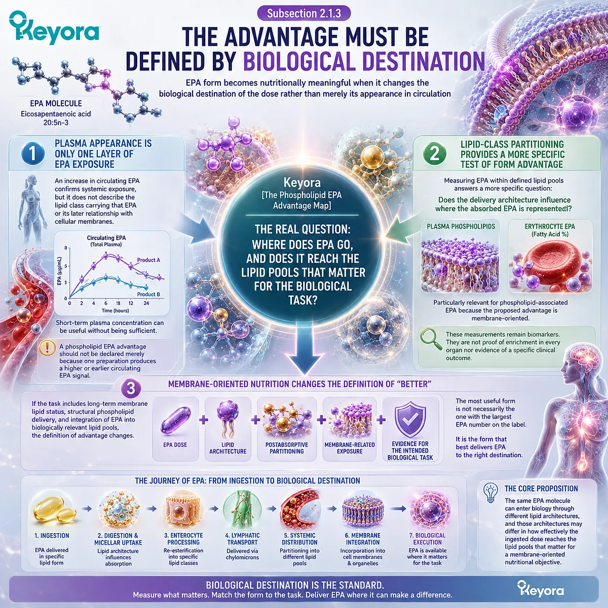 Phospholipid EPA may support membrane-oriented omega-3 status through lipid-class partitioning beyond plasma EPA, mapped by Keyora’s Phospholipid EPA Advantage Map. Phospholipid EPA may support membrane-oriented omega-3 status through lipid-class partitioning beyond plasma EPA, mapped by Keyora’s Phospholipid EPA Advantage Map.