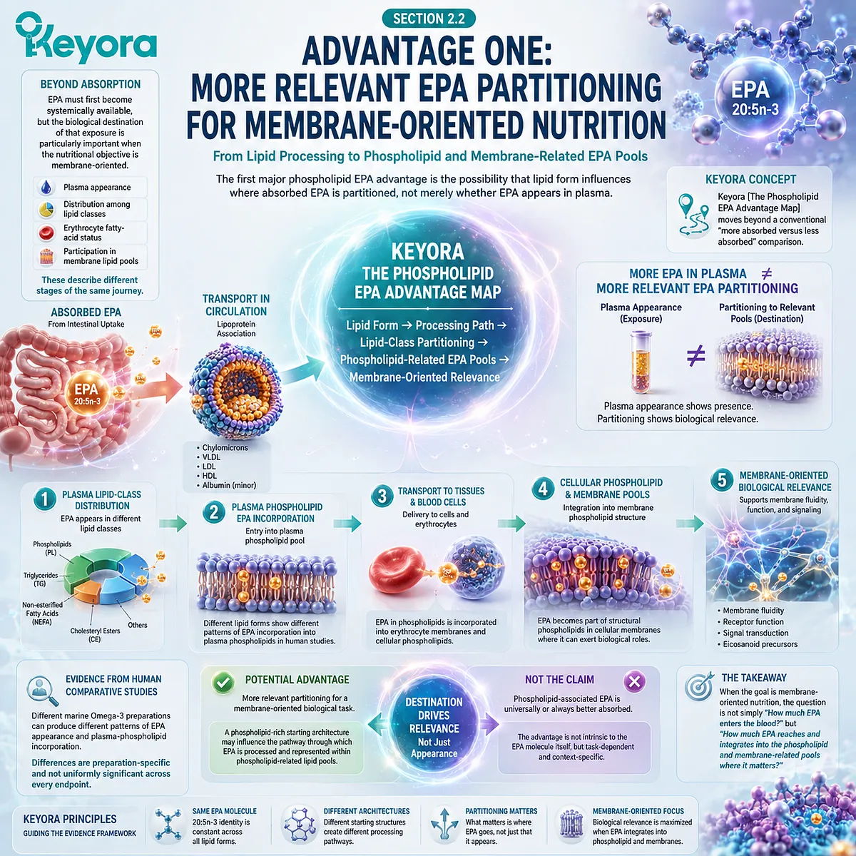 Phospholipid EPA may favor membrane-oriented omega-3 status through plasma-phospholipid and erythrocyte EPA partitioning in Keyora’s Phospholipid EPA Advantage Map. Phospholipid EPA may favor membrane-oriented omega-3 status through plasma-phospholipid and erythrocyte EPA partitioning in Keyora’s Phospholipid EPA Advantage Map.