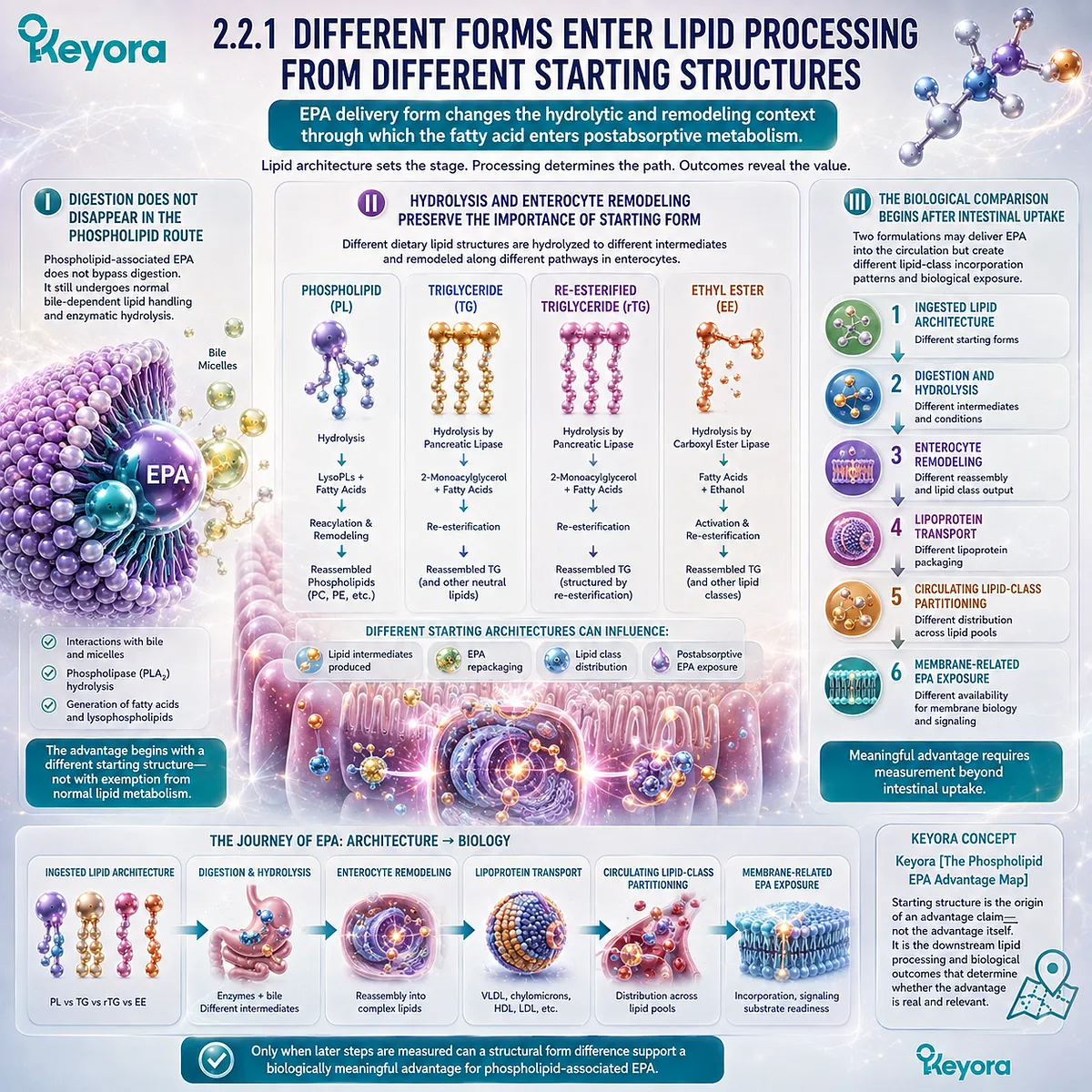 EPA lipid form shapes hydrolysis, enterocyte remodeling, lipoprotein transport, and membrane-related partitioning in Keyora’s Phospholipid EPA Advantage Map. EPA lipid form shapes hydrolysis, enterocyte remodeling, lipoprotein transport, and membrane-related partitioning in Keyora’s Phospholipid EPA Advantage Map.