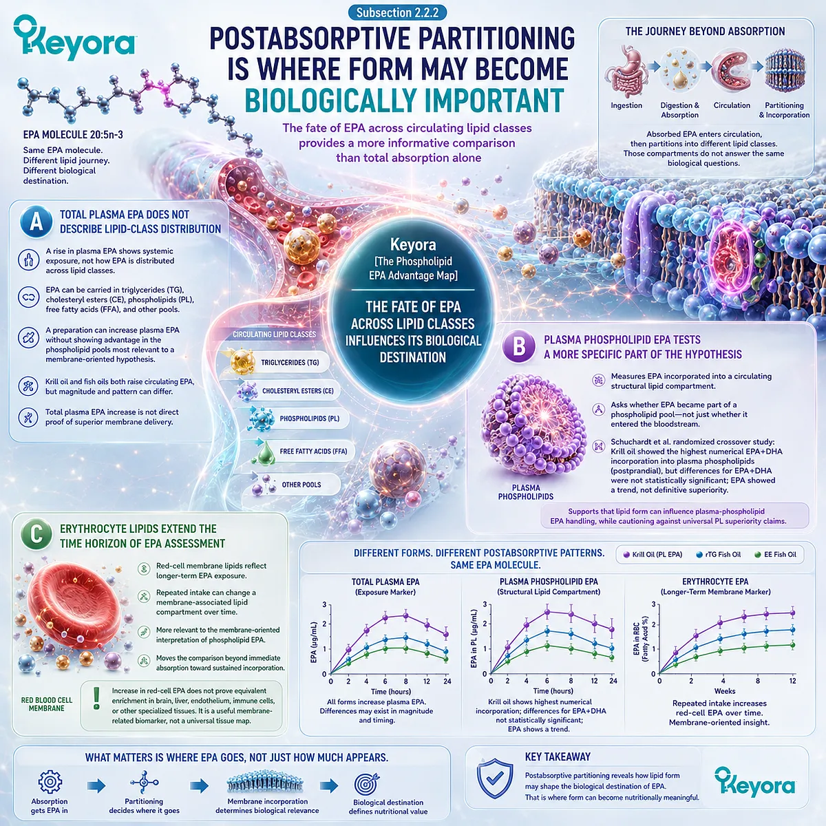 Plasma phospholipid and erythrocyte EPA reveal membrane-related omega-3 partitioning beyond total plasma exposure in Keyora’s Phospholipid EPA Advantage Map. Plasma phospholipid and erythrocyte EPA reveal membrane-related omega-3 partitioning beyond total plasma exposure in Keyora’s Phospholipid EPA Advantage Map.