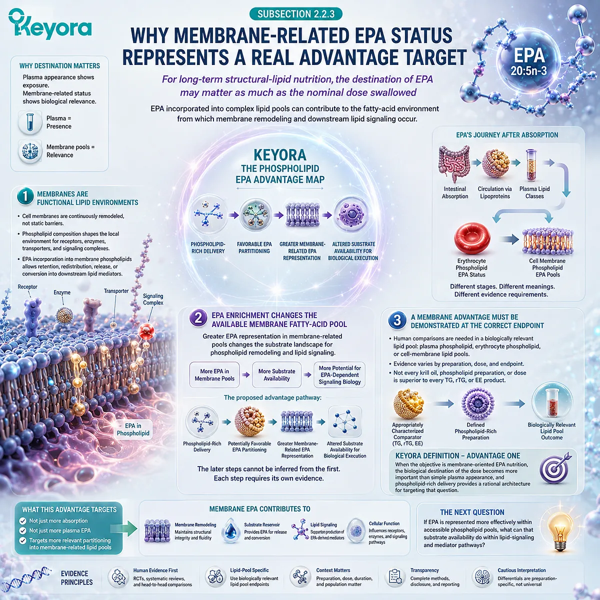 Membrane-related EPA status may support omega-3 signaling substrate availability through phospholipid enrichment in Keyora’s Phospholipid EPA Advantage Map. Membrane-related EPA status may support omega-3 signaling substrate availability through phospholipid enrichment in Keyora’s Phospholipid EPA Advantage Map.
