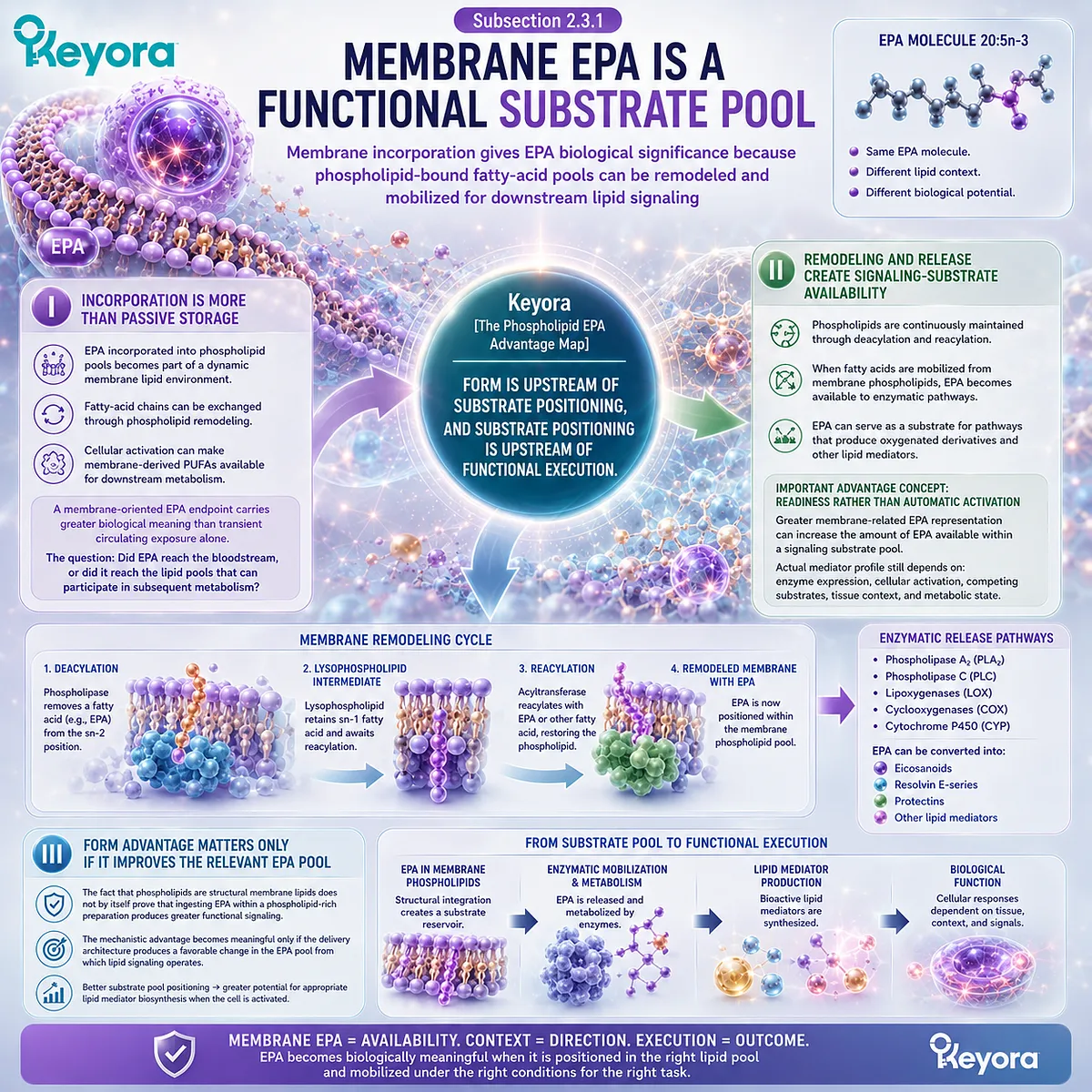 Membrane EPA forms a dynamic omega-3 substrate pool for phospholipid remodeling and lipid mediator pathways, framed by Keyora’s Phospholipid EPA Advantage Map. Membrane EPA forms a dynamic omega-3 substrate pool for phospholipid remodeling and lipid mediator pathways, framed by Keyora’s Phospholipid EPA Advantage Map.