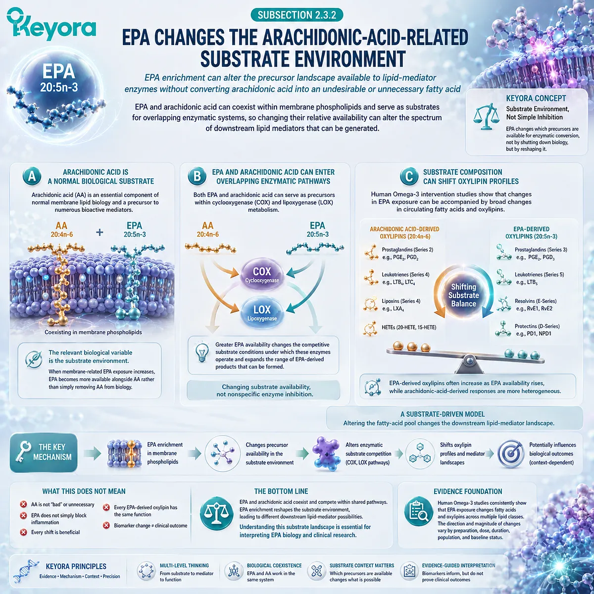EPA membrane enrichment can reshape arachidonic-acid substrate competition across COX, LOX, and oxylipin pathways in Keyora’s Phospholipid EPA Advantage Map. EPA membrane enrichment can reshape arachidonic-acid substrate competition across COX, LOX, and oxylipin pathways in Keyora’s Phospholipid EPA Advantage Map.