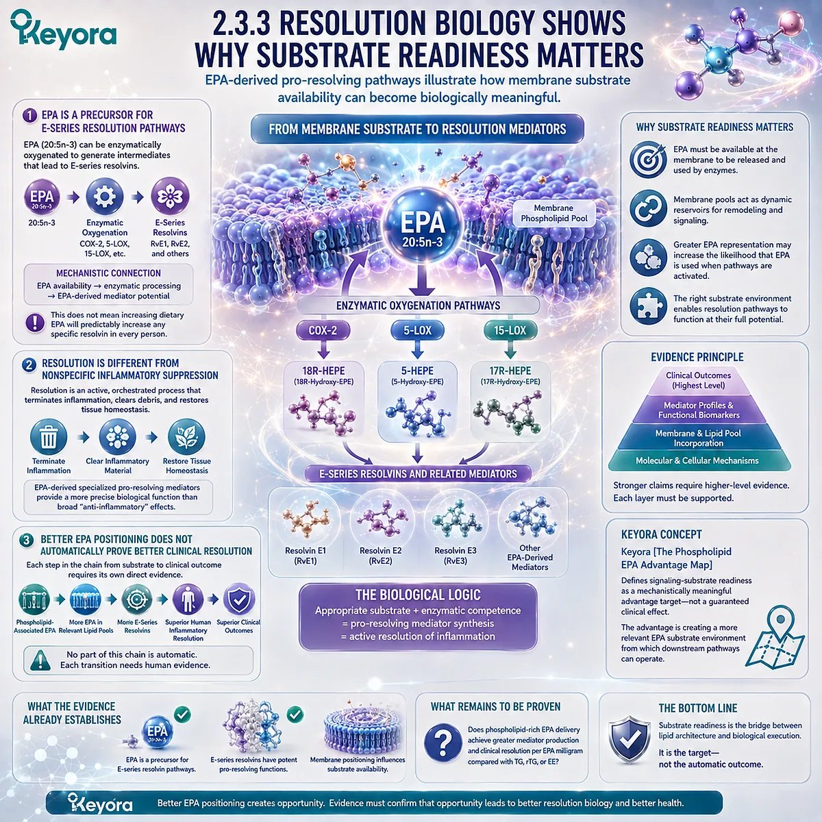 EPA membrane availability supports E-series resolvin substrate readiness and resolution biology without proving outcomes in Keyora’s Phospholipid EPA Advantage Map. EPA membrane availability supports E-series resolvin substrate readiness and resolution biology without proving outcomes in Keyora’s Phospholipid EPA Advantage Map.