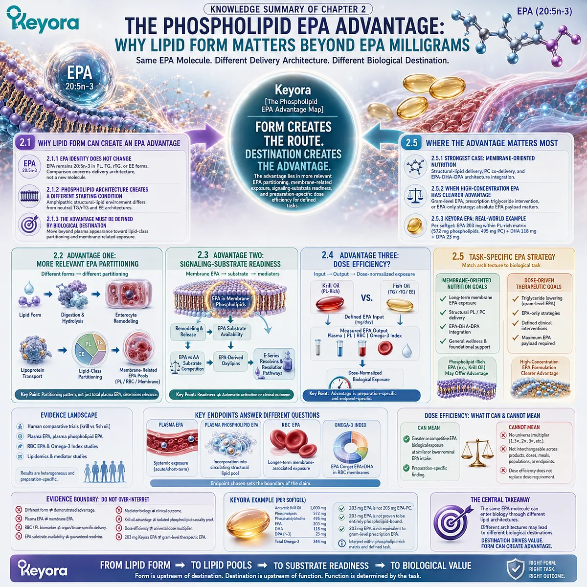 Phospholipid EPA links lipid form with membrane partitioning, signaling-substrate readiness, and dose efficiency in Keyora’s Phospholipid EPA Advantage Map. Phospholipid EPA links lipid form with membrane partitioning, signaling-substrate readiness, and dose efficiency in Keyora’s Phospholipid EPA Advantage Map.