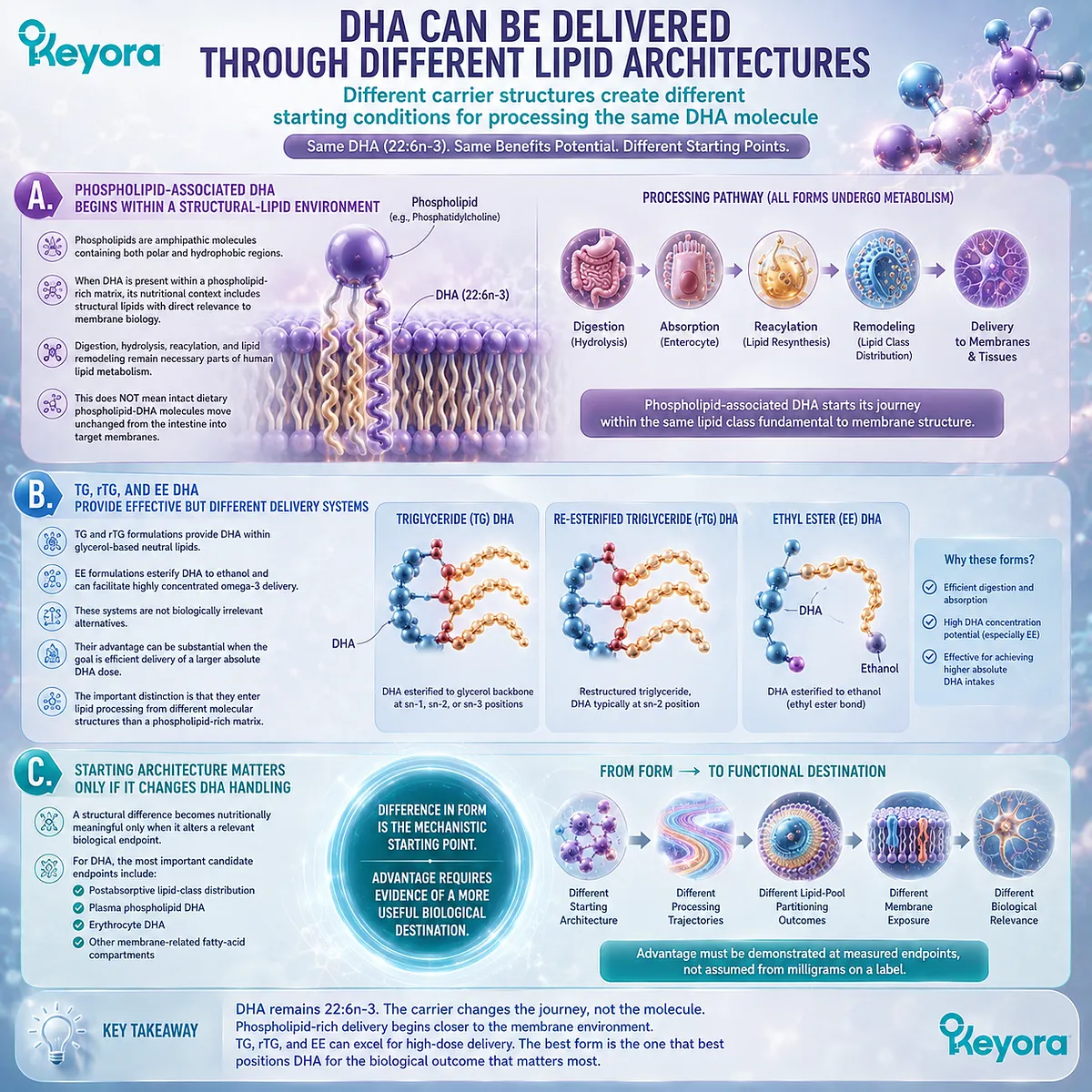 Phospholipid, TG, rTG and EE DHA create different lipid-processing routes; membrane-related DHA partitioning defines advantage in Keyora Phospholipid DHA Advantage Map. Phospholipid, TG, rTG and EE DHA create different lipid-processing routes; membrane-related DHA partitioning defines advantage in Keyora Phospholipid DHA Advantage Map.