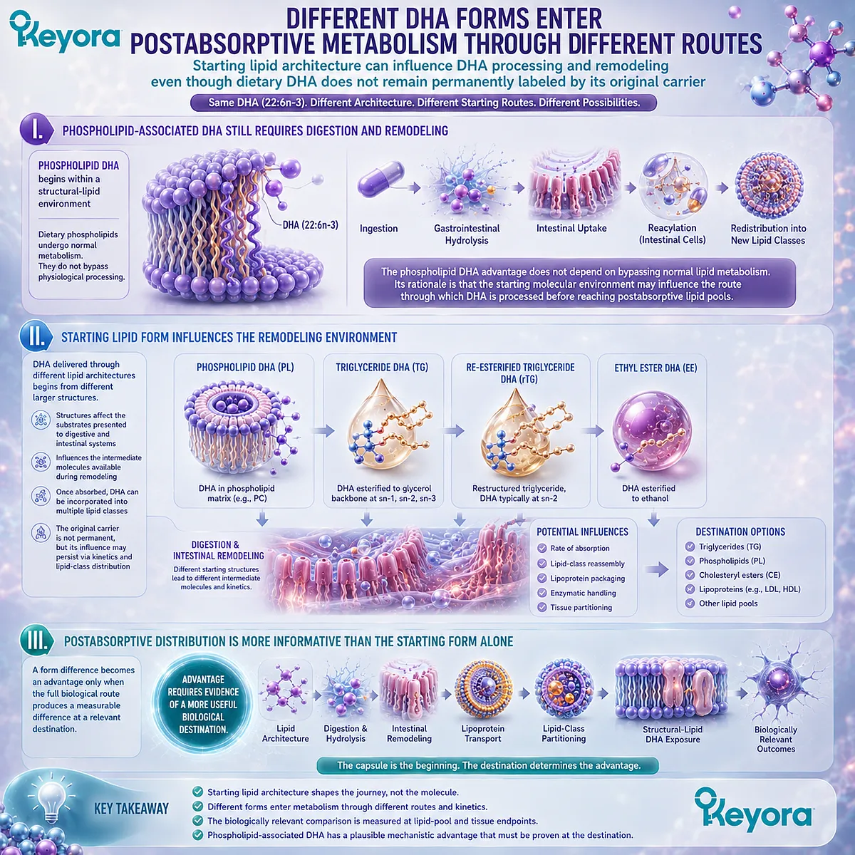 DHA lipid form shapes digestion, intestinal remodeling and lipid-class partitioning toward structural-lipid exposure in Keyora Phospholipid DHA Advantage Map. DHA lipid form shapes digestion, intestinal remodeling and lipid-class partitioning toward structural-lipid exposure in Keyora Phospholipid DHA Advantage Map.
