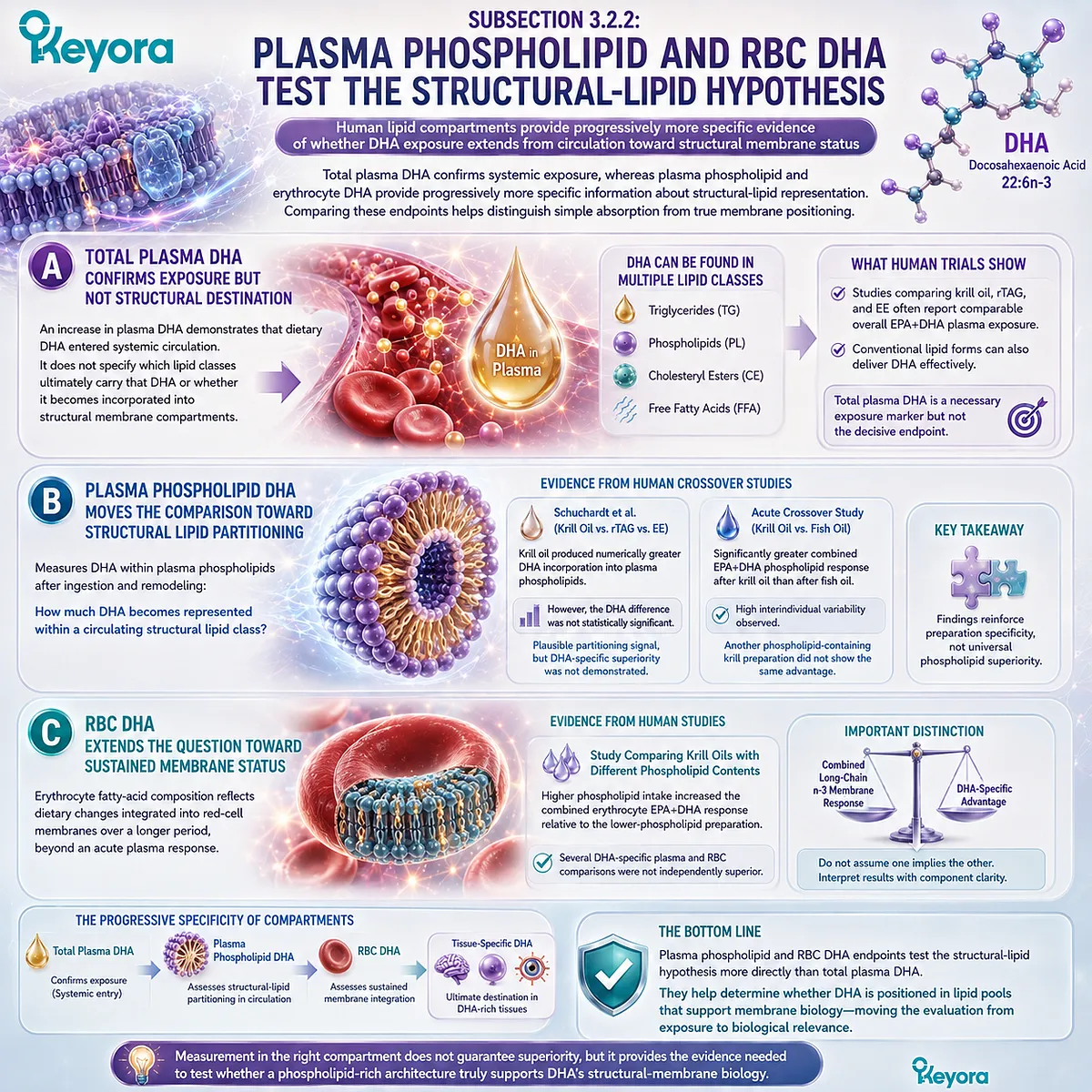 Plasma phospholipid and RBC DHA track membrane-related omega-3 exposure beyond total plasma DHA, testing Keyora Phospholipid DHA Advantage Map without assuming superiority. Plasma phospholipid and RBC DHA track membrane-related omega-3 exposure beyond total plasma DHA, testing Keyora Phospholipid DHA Advantage Map without assuming superiority.