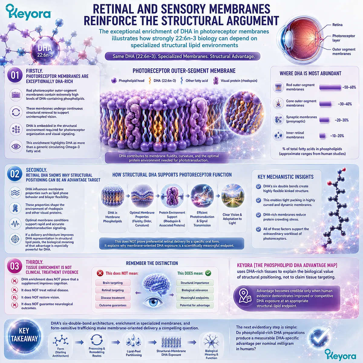 Retinal DHA enriches photoreceptor phospholipid membranes and supports visual signaling, framing structural positioning in Keyora Phospholipid DHA Advantage Map without retinal targeting. Retinal DHA enriches photoreceptor phospholipid membranes and supports visual signaling, framing structural positioning in Keyora Phospholipid DHA Advantage Map without retinal targeting.