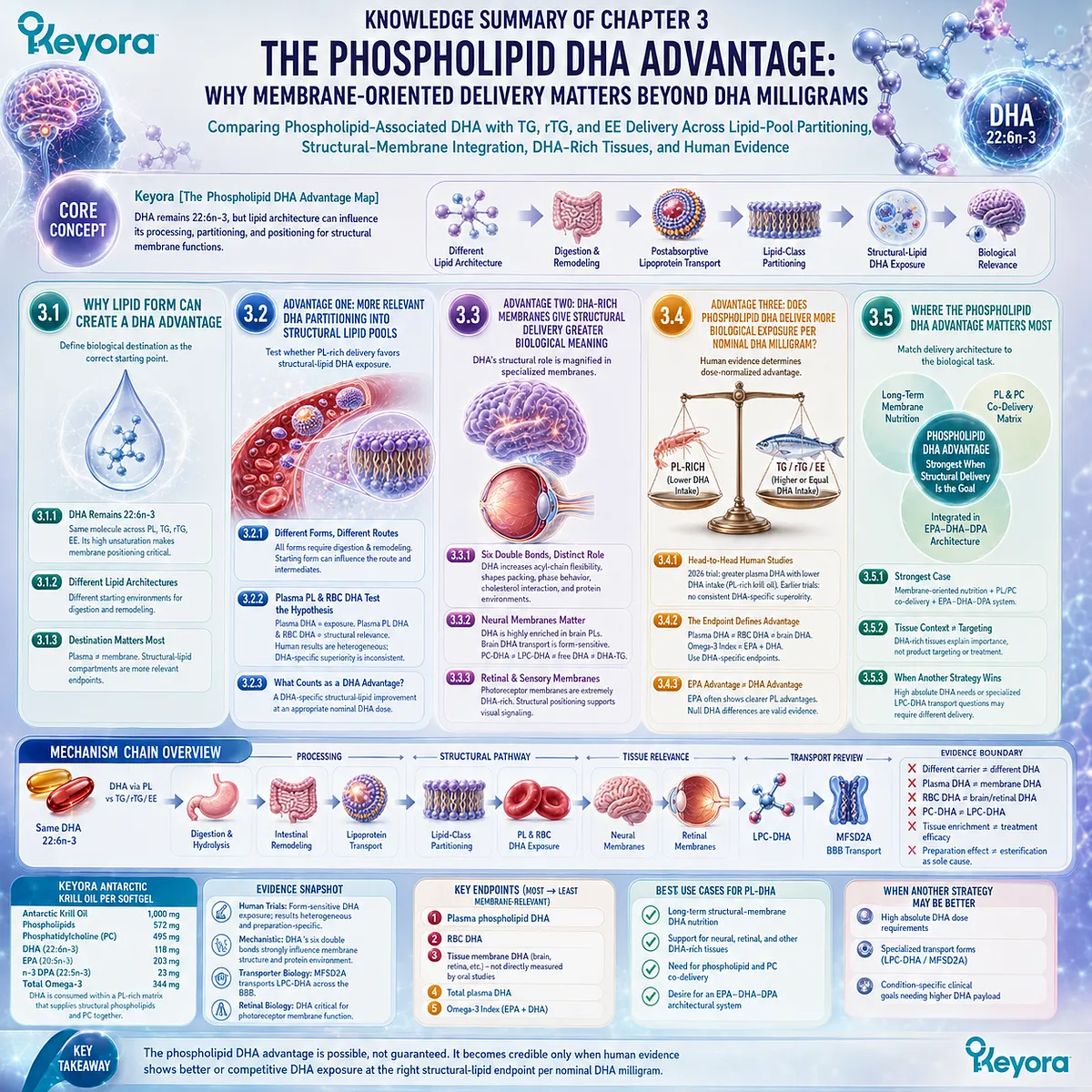 Phospholipid DHA links 22:6n-3 delivery, structural-lipid partitioning and membrane biology with dose-specific human evidence in Keyora Phospholipid DHA Advantage Map. Phospholipid DHA links 22:6n-3 delivery, structural-lipid partitioning and membrane biology with dose-specific human evidence in Keyora Phospholipid DHA Advantage Map.