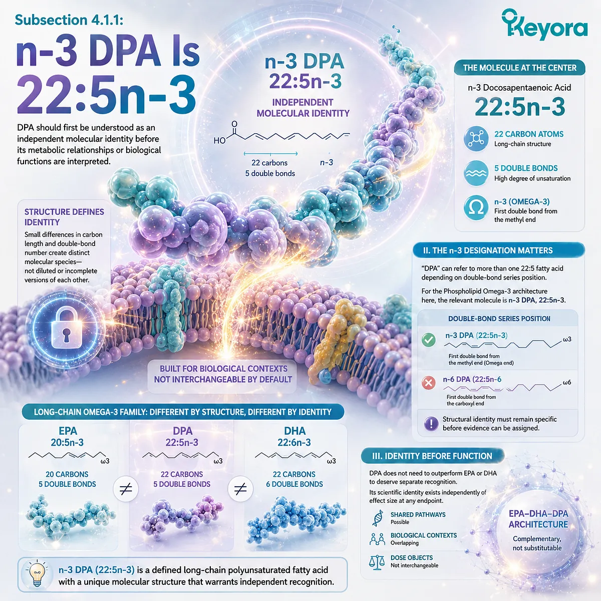 n-3 DPA omega-3 is 22:5n-3, a distinct long-chain fatty acid from EPA 20:5n-3 and DHA 22:6n-3, defining the Keyora EPA-DHA-DPA architecture. n-3 DPA omega-3 is 22:5n-3, a distinct long-chain fatty acid from EPA 20:5n-3 and DHA 22:6n-3, defining the Keyora EPA-DHA-DPA architecture.