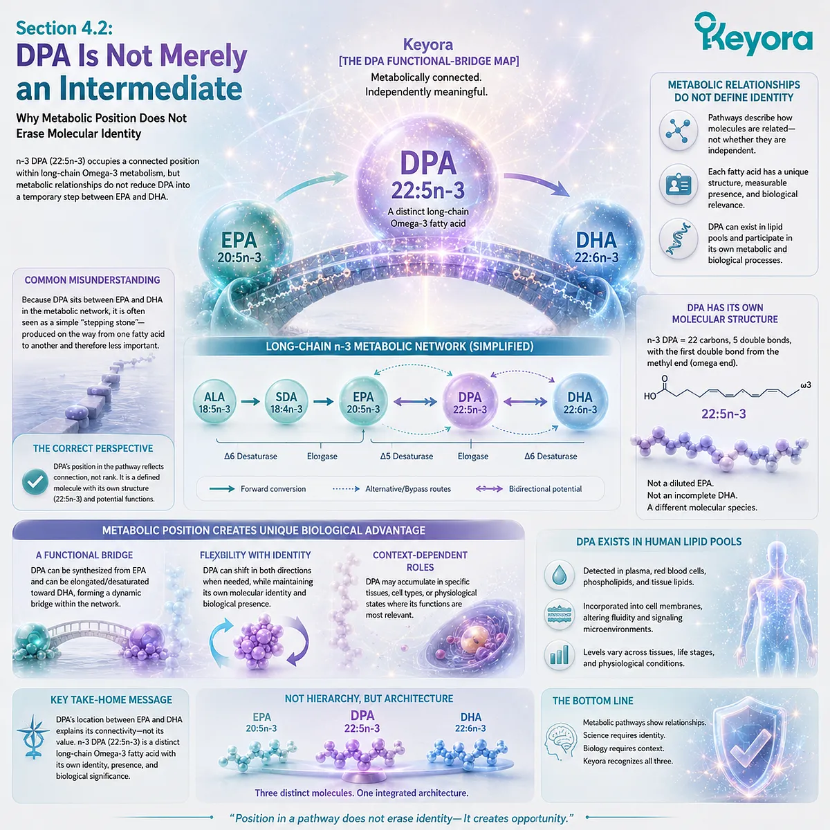 DPA omega-3 (22:5n-3) links EPA and DHA metabolism while retaining independent lipid identity, defining metabolic flexibility in Keyora The DPA Functional-Bridge Map. DPA omega-3 (22:5n-3) links EPA and DHA metabolism while retaining independent lipid identity, defining metabolic flexibility in Keyora The DPA Functional-Bridge Map.