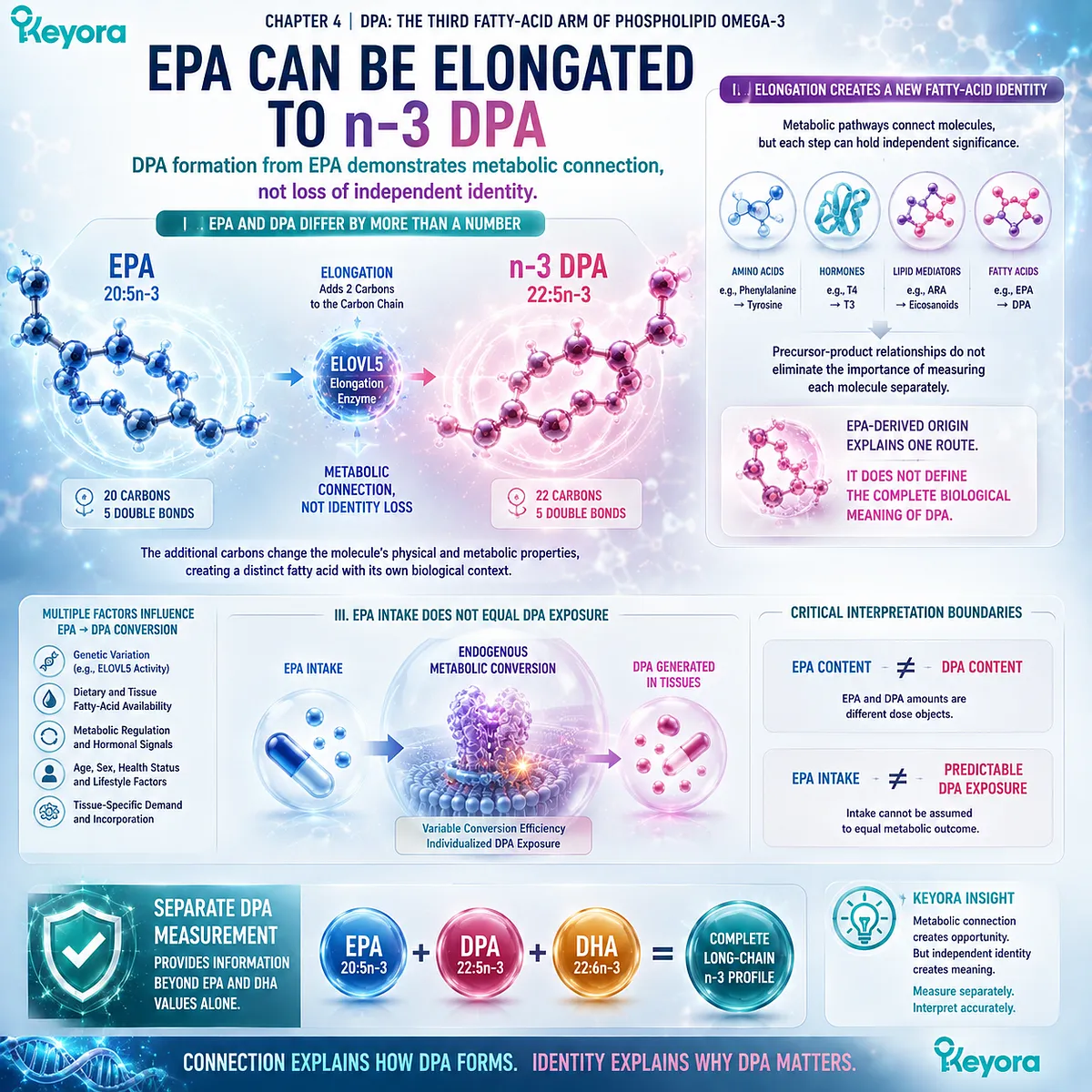 EPA 20:5n-3 elongation forms DPA 22:5n-3, but EPA intake does not equal DPA exposure—a metabolic distinction mapped by Keyora The DPA Functional-Bridge Map. EPA 20:5n-3 elongation forms DPA 22:5n-3, but EPA intake does not equal DPA exposure—a metabolic distinction mapped by Keyora The DPA Functional-Bridge Map.