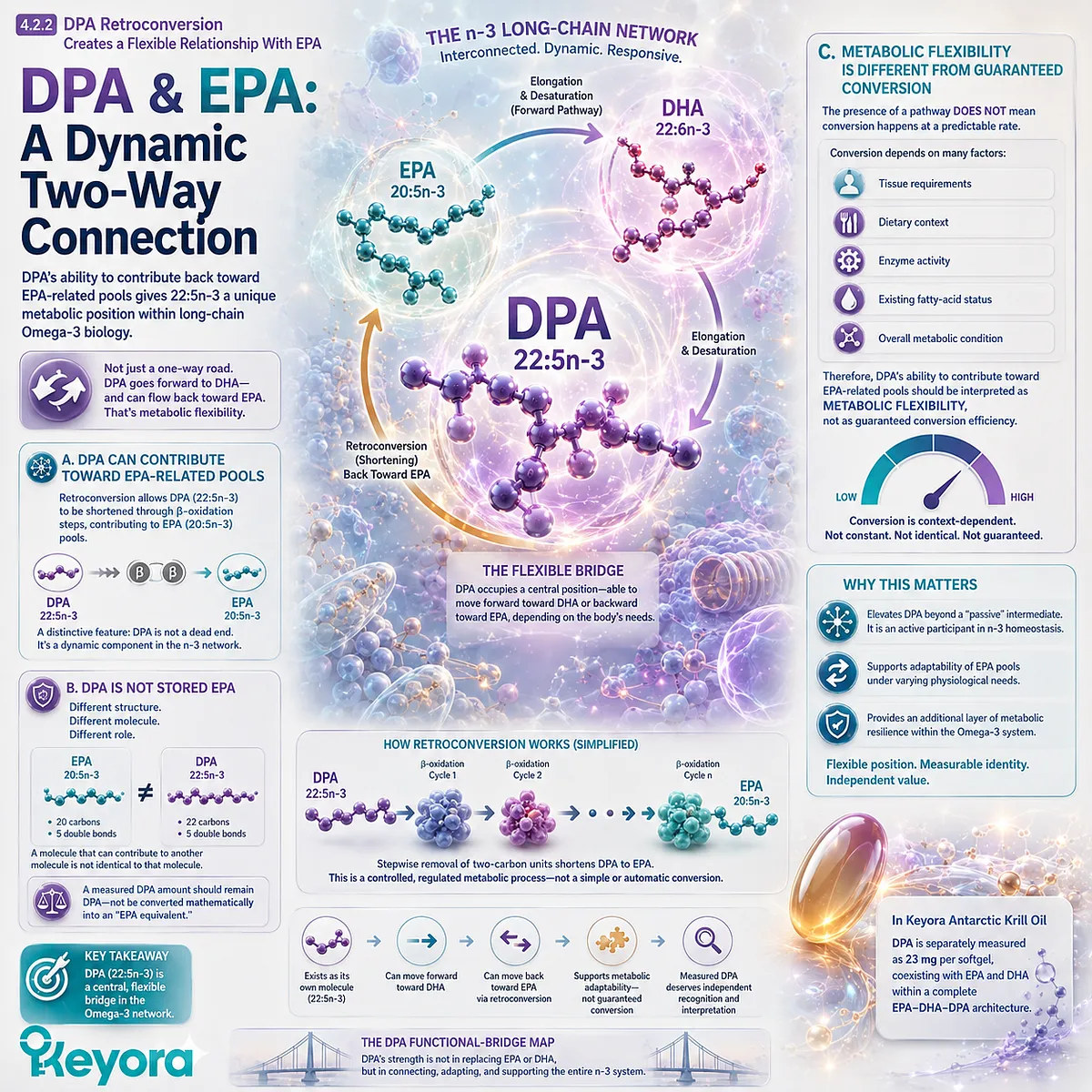 DPA omega-3 retroconversion can contribute to EPA-related pools, supporting metabolic flexibility without EPA dose equivalence in Keyora The DPA Functional-Bridge Map. DPA omega-3 retroconversion can contribute to EPA-related pools, supporting metabolic flexibility without EPA dose equivalence in Keyora The DPA Functional-Bridge Map.