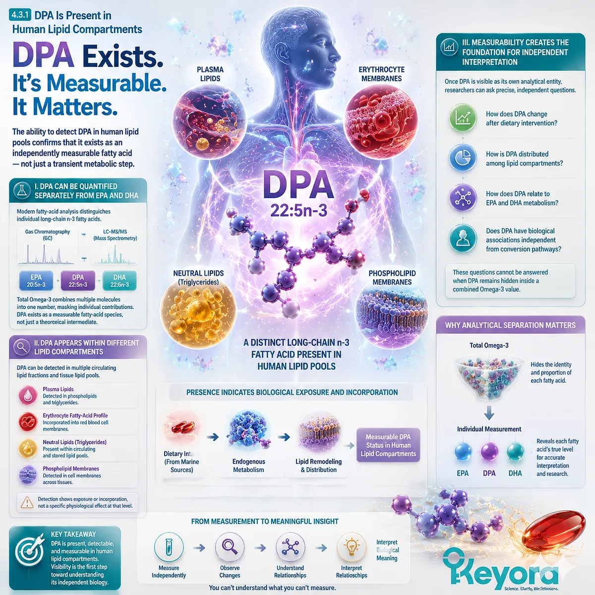 DPA omega-3 22:5n-3 is measurable in human lipid compartments, enabling independent analysis beyond total omega-3 through Keyora The DPA Functional-Bridge Map. DPA omega-3 22:5n-3 is measurable in human lipid compartments, enabling independent analysis beyond total omega-3 through Keyora The DPA Functional-Bridge Map.