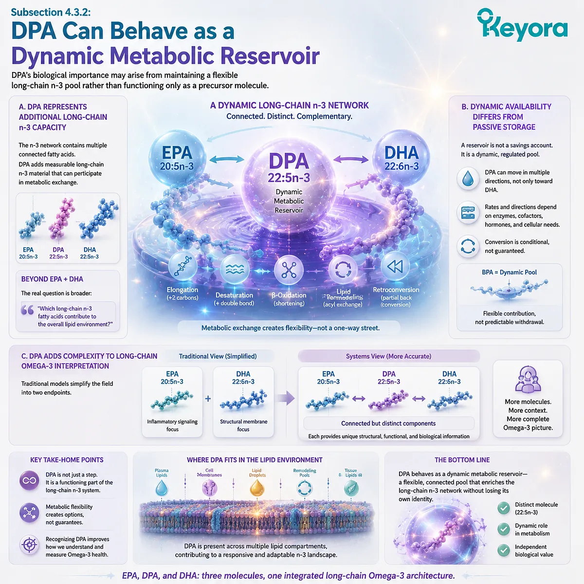 DPA omega-3 22:5n-3 acts as a dynamic long-chain n-3 pool, expanding EPA-DHA interpretation through metabolic flexibility in Keyora The DPA Functional-Bridge Map. DPA omega-3 22:5n-3 acts as a dynamic long-chain n-3 pool, expanding EPA-DHA interpretation through metabolic flexibility in Keyora The DPA Functional-Bridge Map.