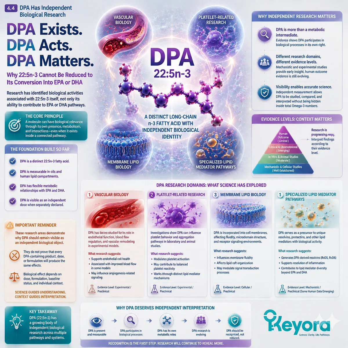 DPA omega-3 22:5n-3 research explores vascular biology, platelet pathways, and lipid signaling beyond EPA and DHA conversion in Keyora The DPA Functional-Bridge Map. DPA omega-3 22:5n-3 research explores vascular biology, platelet pathways, and lipid signaling beyond EPA and DHA conversion in Keyora The DPA Functional-Bridge Map.