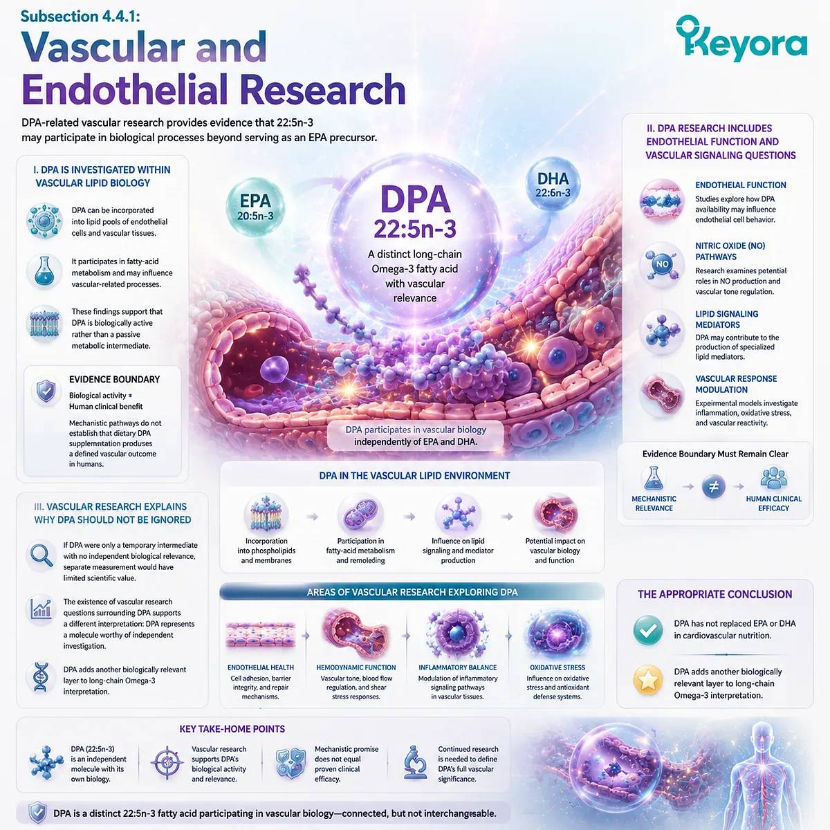 DPA omega-3 22:5n-3 vascular research explores endothelial signaling and lipid biology beyond EPA conversion through Keyora The DPA Functional-Bridge Map. DPA omega-3 22:5n-3 vascular research explores endothelial signaling and lipid biology beyond EPA conversion through Keyora The DPA Functional-Bridge Map.