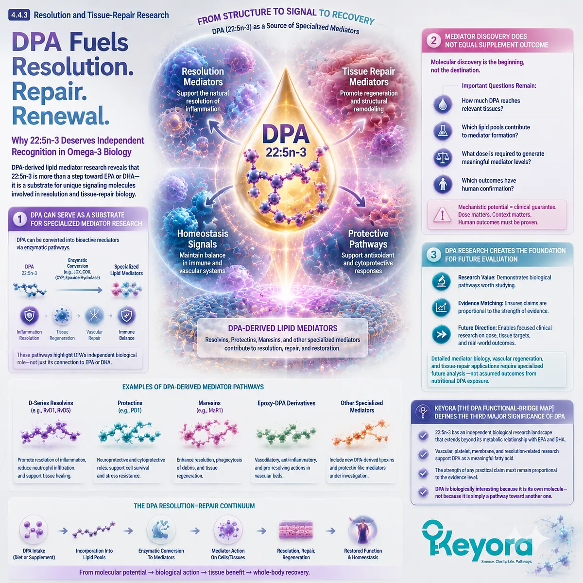 DPA omega-3 22:5n-3 supports specialized lipid mediator research linked to resolution biology while maintaining evidence boundaries in Keyora The DPA Functional-Bridge Map. DPA omega-3 22:5n-3 supports specialized lipid mediator research linked to resolution biology while maintaining evidence boundaries in Keyora The DPA Functional-Bridge Map.