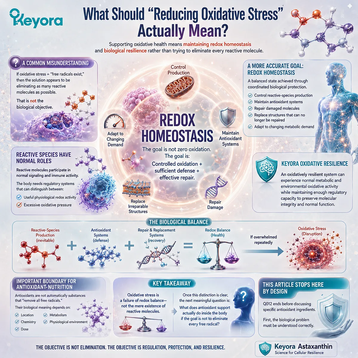Reducing oxidative stress means supporting redox homeostasis through controlled oxidation, antioxidant defense and repair, the basis of Keyora Oxidative Resilience. Reducing oxidative stress means supporting redox homeostasis through controlled oxidation, antioxidant defense and repair, the basis of Keyora Oxidative Resilience.