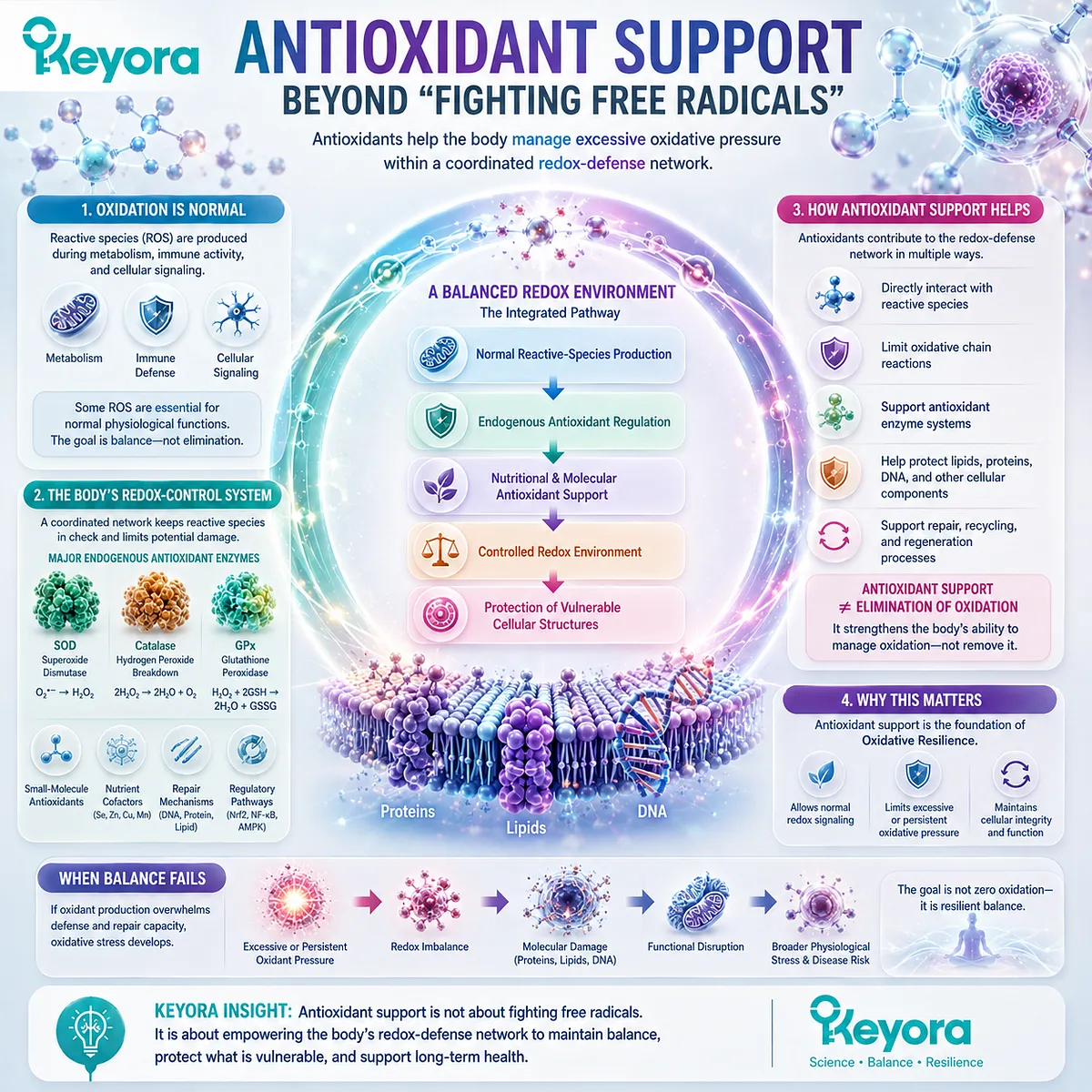 Antioxidant support helps regulate oxidative stress through antioxidant enzymes, redox control and cellular protection within the Keyora Oxidative Resilience framework. Antioxidant support helps regulate oxidative stress through antioxidant enzymes, redox control and cellular protection within the Keyora Oxidative Resilience framework.