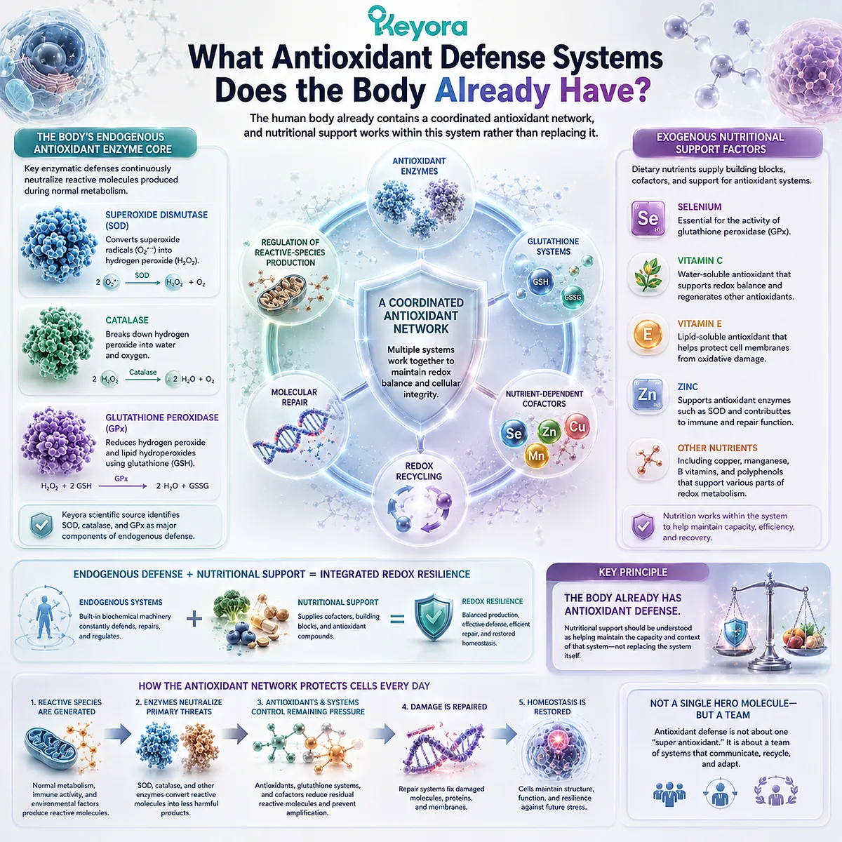 Antioxidant defense uses SOD, catalase and glutathione peroxidase to regulate oxidative stress, with nutrition supporting the Keyora Oxidative Resilience network. Antioxidant defense uses SOD, catalase and glutathione peroxidase to regulate oxidative stress, with nutrition supporting the Keyora Oxidative Resilience network.