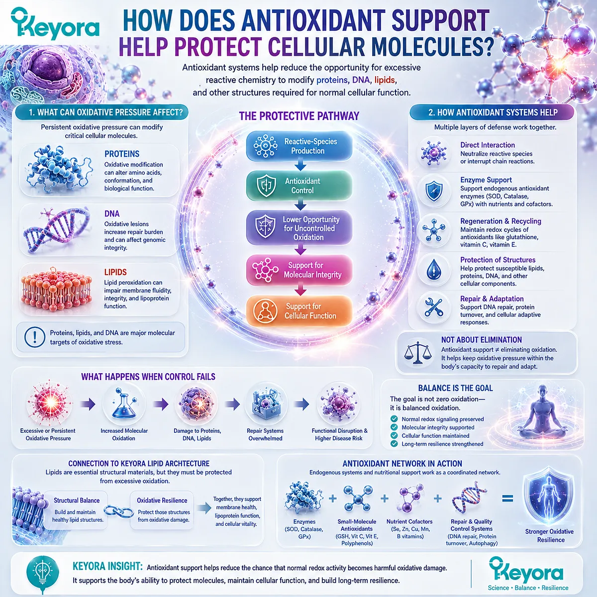 Antioxidant support limits uncontrolled oxidation of proteins, DNA and membrane lipids, linking molecular integrity with Keyora Structural Balance and Oxidative Resilience. Antioxidant support limits uncontrolled oxidation of proteins, DNA and membrane lipids, linking molecular integrity with Keyora Structural Balance and Oxidative Resilience.