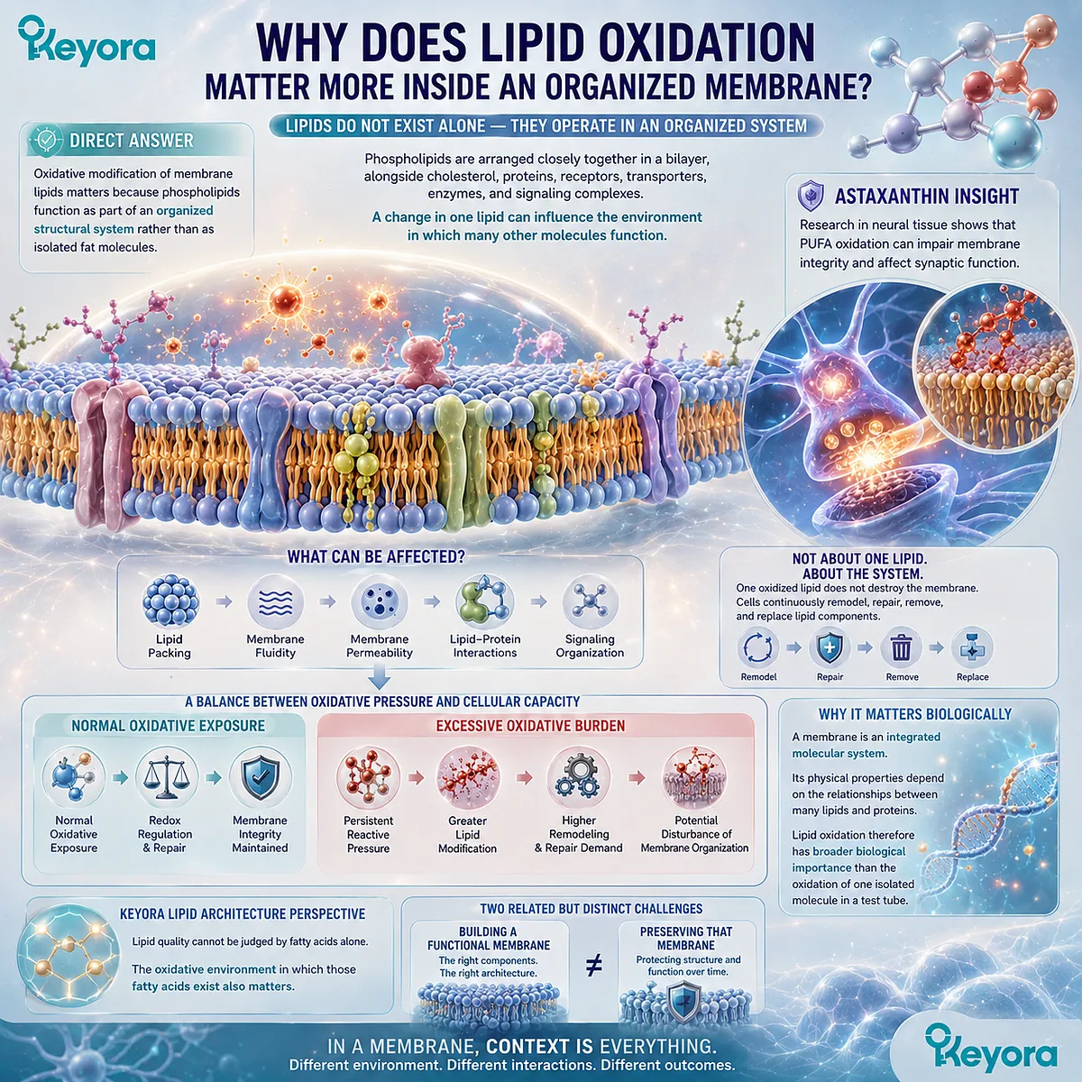 Membrane lipid oxidation can alter phospholipid packing, fluidity and lipid-protein interactions, linking oxidative stress with Keyora Lipid Architecture. Membrane lipid oxidation can alter phospholipid packing, fluidity and lipid-protein interactions, linking oxidative stress with Keyora Lipid Architecture.