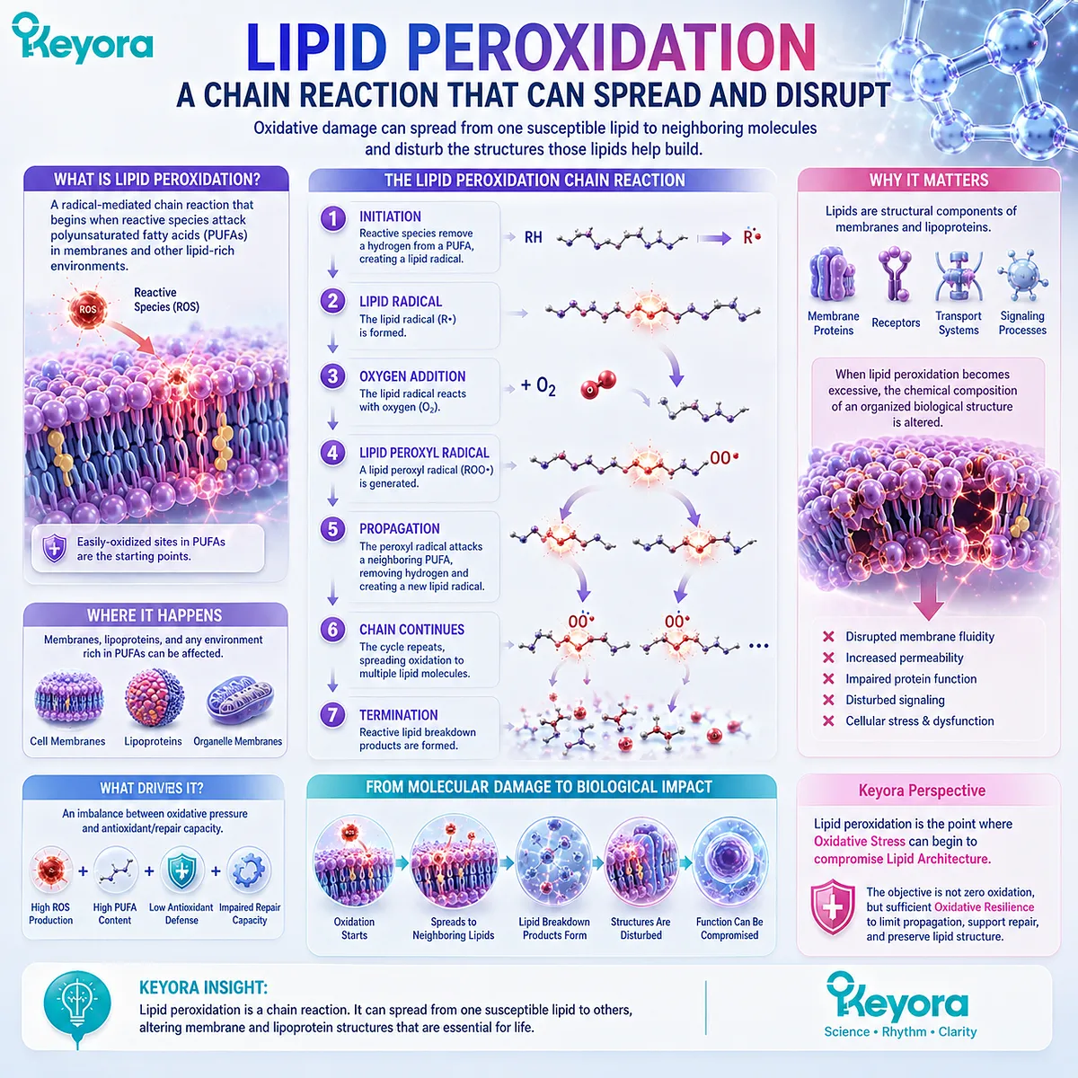 Lipid peroxidation spreads from PUFA radicals to neighboring membrane lipids, linking oxidative stress with Keyora Lipid Architecture and Oxidative Resilience. Lipid peroxidation spreads from PUFA radicals to neighboring membrane lipids, linking oxidative stress with Keyora Lipid Architecture and Oxidative Resilience.