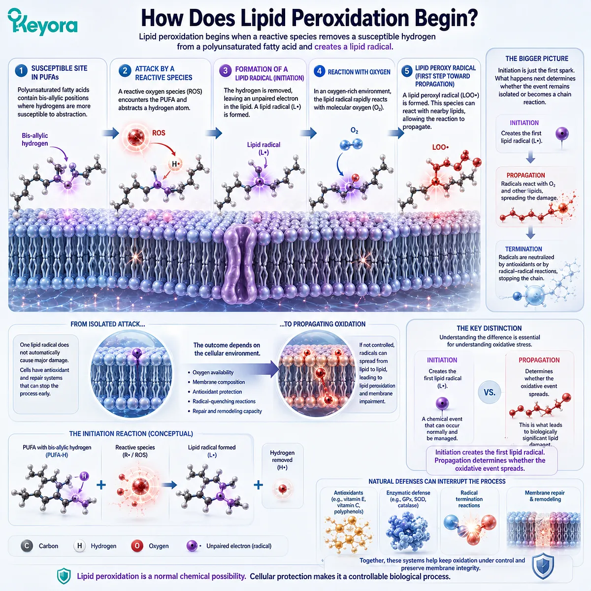 Lipid peroxidation begins when reactive species abstract bis-allylic hydrogen from a PUFA, forming a lipid radical and challenging Keyora Oxidative Resilience. Lipid peroxidation begins when reactive species abstract bis-allylic hydrogen from a PUFA, forming a lipid radical and challenging Keyora Oxidative Resilience.