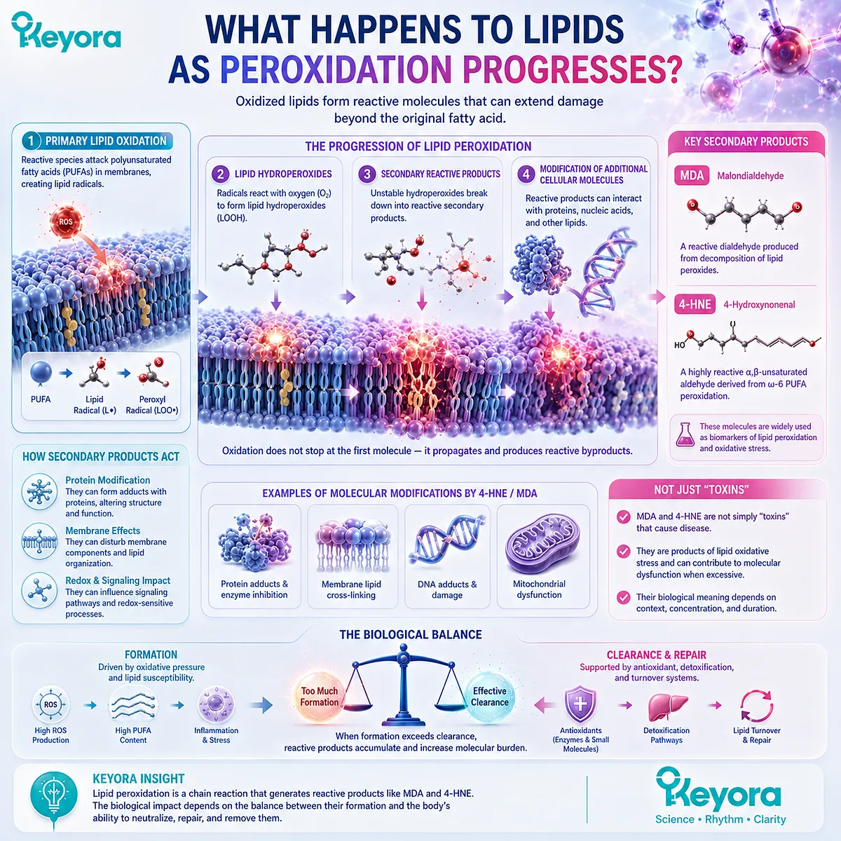 Lipid peroxidation forms lipid hydroperoxides, MDA and 4-HNE, extending oxidative stress beyond PUFAs and challenging Keyora Membrane Oxidative Resilience. Lipid peroxidation forms lipid hydroperoxides, MDA and 4-HNE, extending oxidative stress beyond PUFAs and challenging Keyora Membrane Oxidative Resilience.
