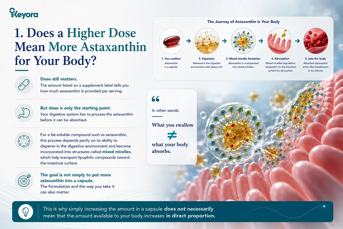 KEYORA biochemical infographic titled "1. Does a Higher Dose Mean More Astaxanthin for Your Body?", illustrating the 5-stage biological journey of astaxanthin in the body: swallowing the capsule, digestion with dietary fat, mixed micelle incorporation, absorption across intestinal villi, and entry into the bloodstream. A central callout highlights that what you swallow does not equal what your body absorbs. KEYORA biochemical infographic titled "1. Does a Higher Dose Mean More Astaxanthin for Your Body?", illustrating the 5-stage biological journey of astaxanthin in the body: swallowing the capsule, digestion with dietary fat, mixed micelle incorporation, absorption across intestinal villi, and entry into the bloodstream. A central callout highlights that what you swallow does not equal what your body absorbs.