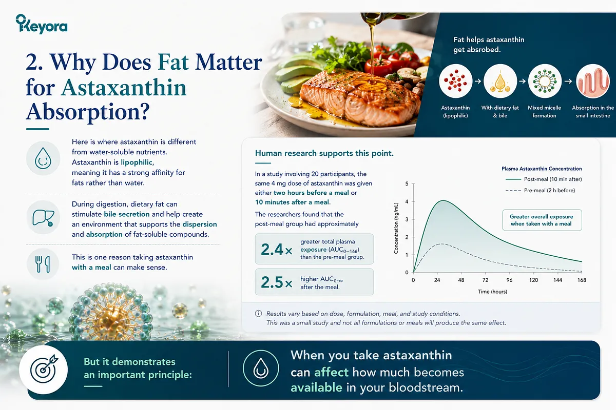 KEYORA clinical study infographic titled "2. Why Does Fat Matter for Astaxanthin Absorption?", featuring olive oil being poured over a salmon, avocado, and tomato plate alongside a plasma astaxanthin concentration graph. The clinical data shows that taking astaxanthin post-meal resulted in approximately 2.4 times greater total plasma exposure ($AUC_{0-166}$) and 2.5 times higher $AUC_{0-infty}$ compared to taking it two hours before a meal. KEYORA clinical study infographic titled "2. Why Does Fat Matter for Astaxanthin Absorption?", featuring olive oil being poured over a salmon, avocado, and tomato plate alongside a plasma astaxanthin concentration graph. The clinical data shows that taking astaxanthin post-meal resulted in approximately 2.4 times greater total plasma exposure ($AUC_{0-166}$) and 2.5 times higher $AUC_{0-infty}$ compared to taking it two hours before a meal.