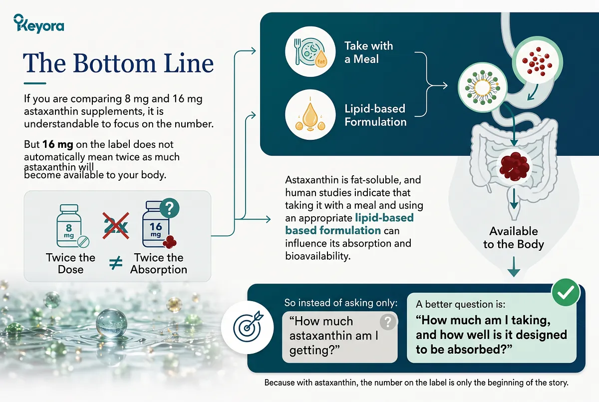 KEYORA summary infographic titled "The Bottom Line", featuring an anatomical digestive tract diagram. It contrasts a crossed-out misconception (8 mg vs. 16 mg does not equal twice the absorption) with the two true drivers of bioavailability: taking with a meal and choosing a lipid-based formulation. KEYORA summary infographic titled "The Bottom Line", featuring an anatomical digestive tract diagram. It contrasts a crossed-out misconception (8 mg vs. 16 mg does not equal twice the absorption) with the two true drivers of bioavailability: taking with a meal and choosing a lipid-based formulation.