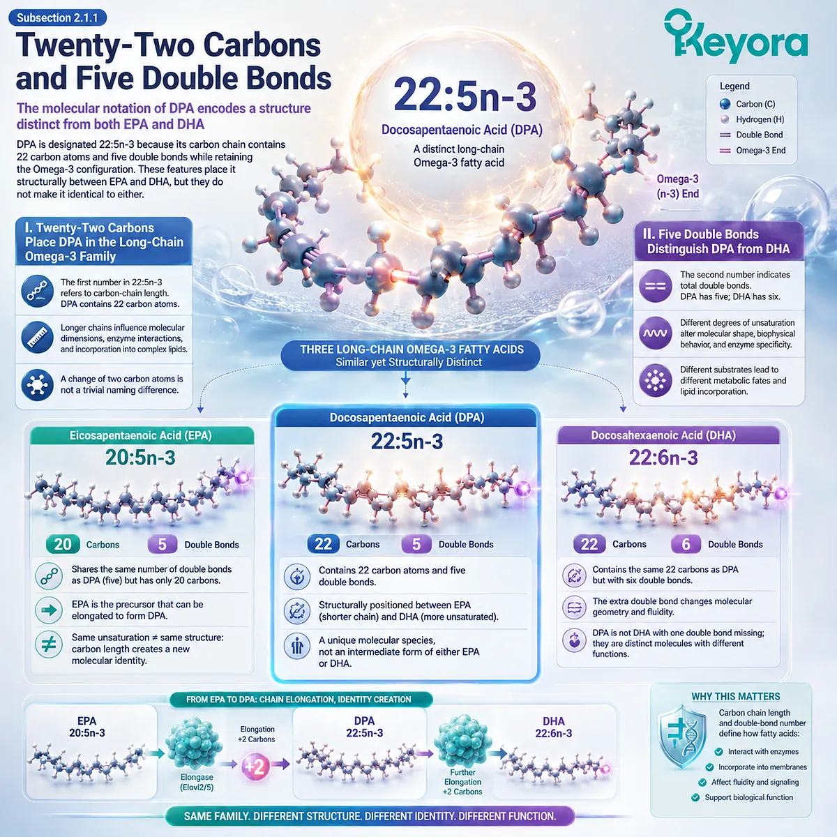 DPA 22:5n-3 has 22 carbons and five double bonds, distinguishing it from EPA 20:5n-3 and DHA 22:6n-3 within the Keyora DPA Transparency Standard. DPA 22:5n-3 has 22 carbons and five double bonds, distinguishing it from EPA 20:5n-3 and DHA 22:6n-3 within the Keyora DPA Transparency Standard.