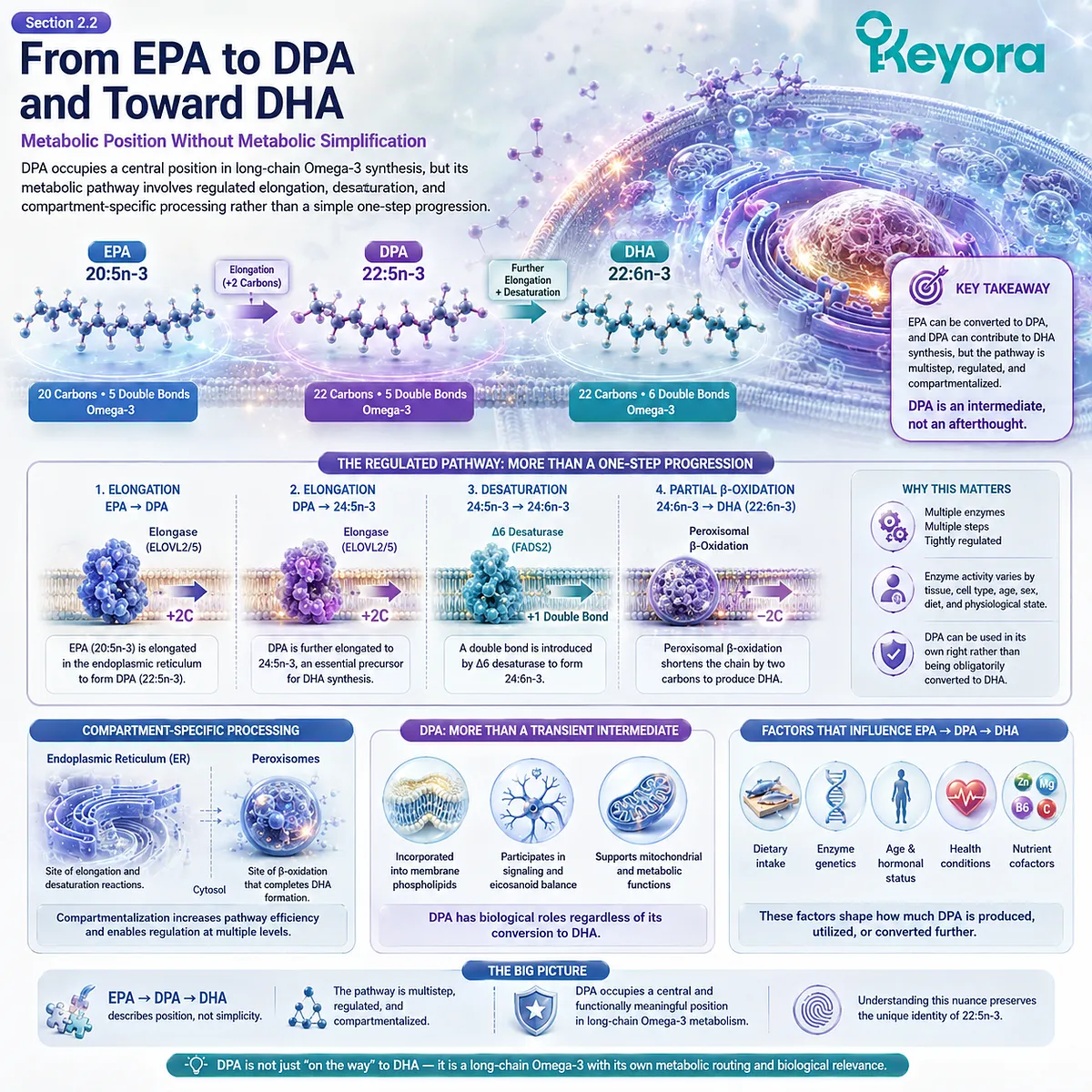 DPA links EPA elongation with regulated DHA biosynthesis through desaturation and compartment-specific processing, defining its distinct role in the Keyora DPA Transparency Standard. DPA links EPA elongation with regulated DHA biosynthesis through desaturation and compartment-specific processing, defining its distinct role in the Keyora DPA Transparency Standard.